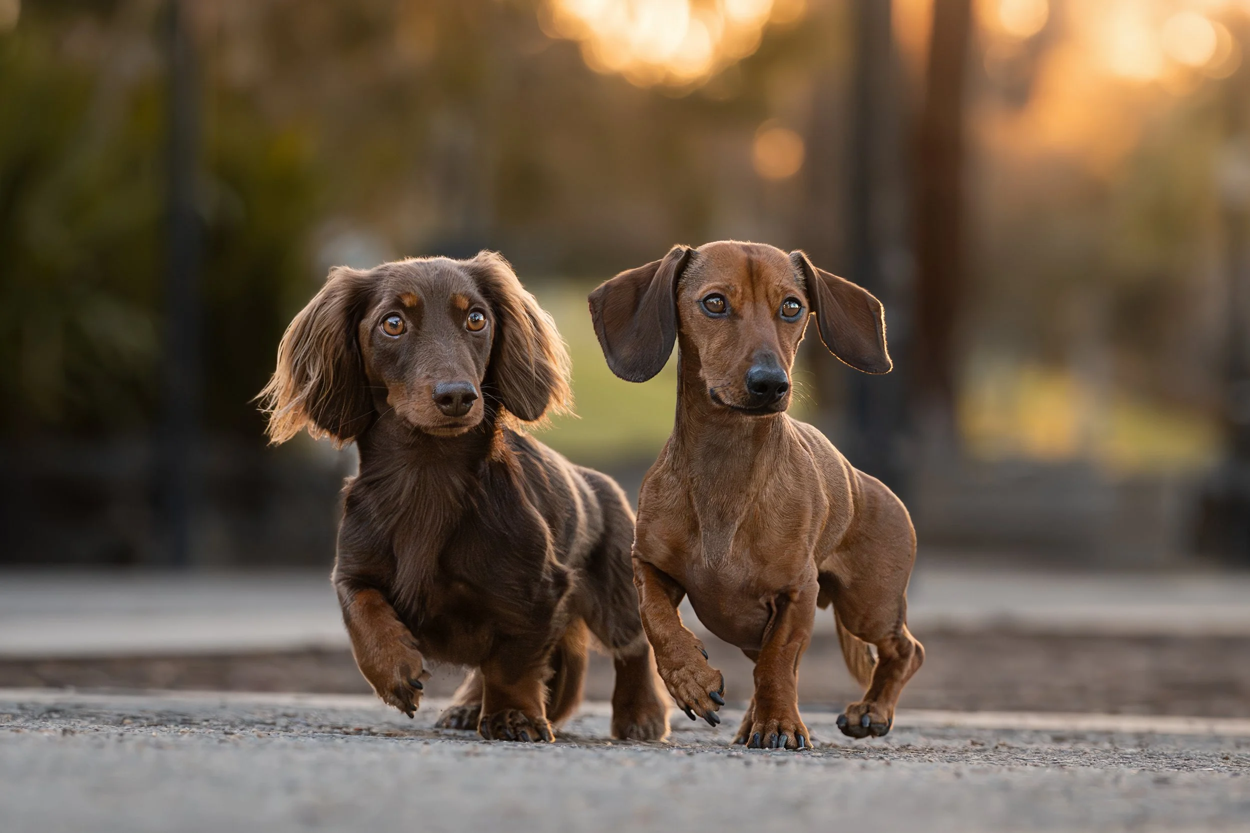 Two Dachshund puppies walking outdoors on a path with a blurred background of trees and sunlight
