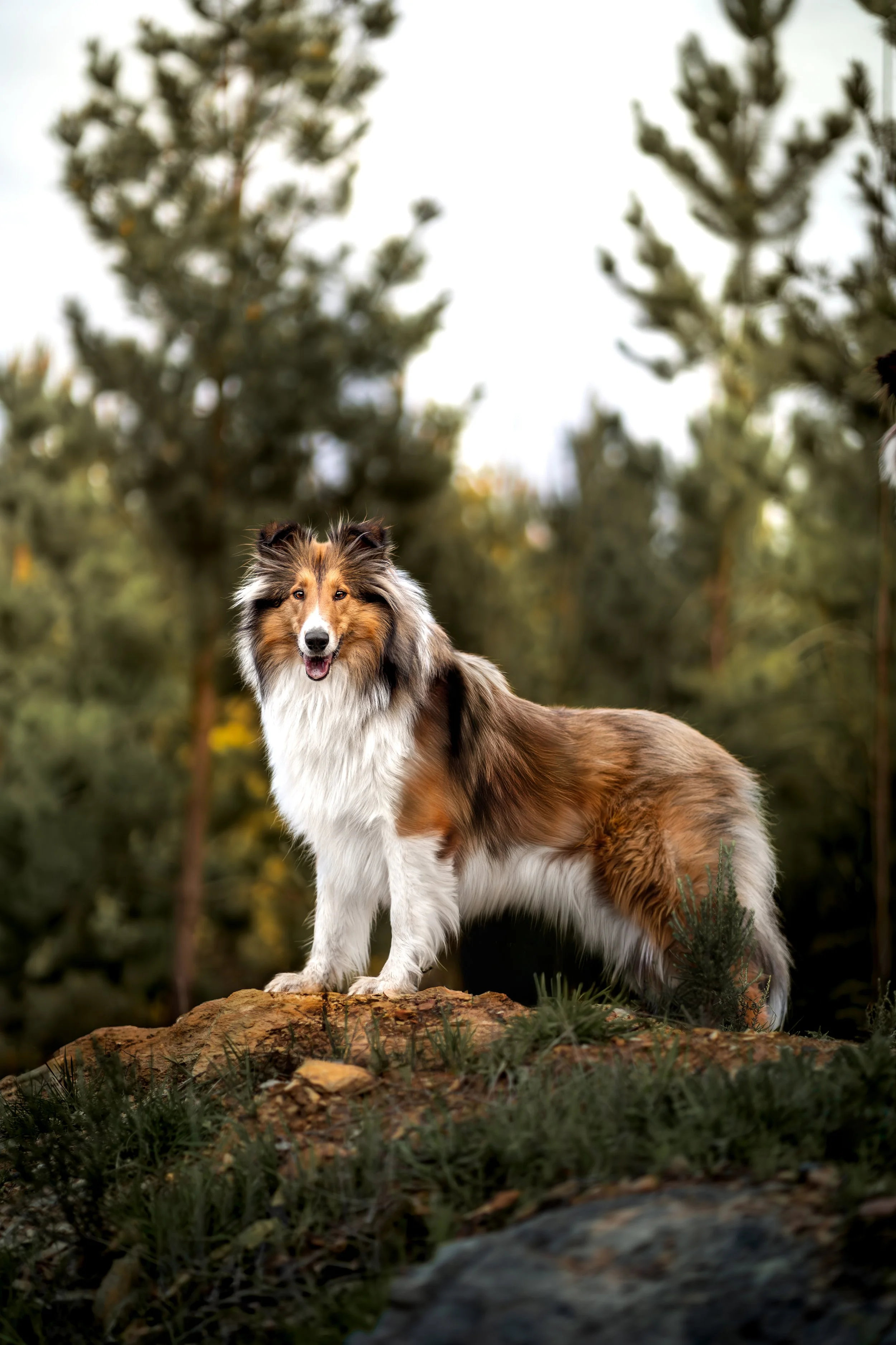 Australian Shepherd dog standing on a rock in a forested area.