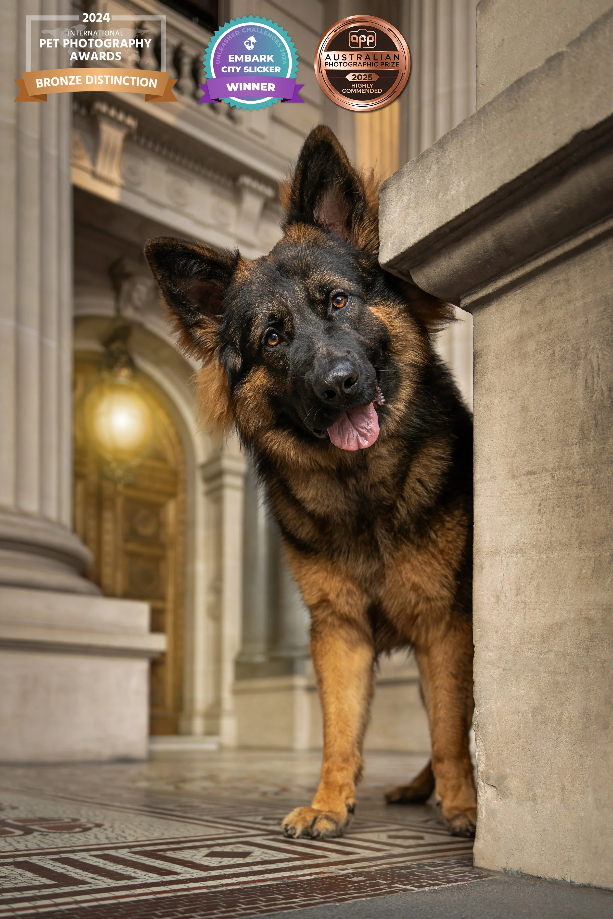 A happy rescue dog peeking out from behind a stone column, inside a grand, ornate building with marble floors and detailed architecture.