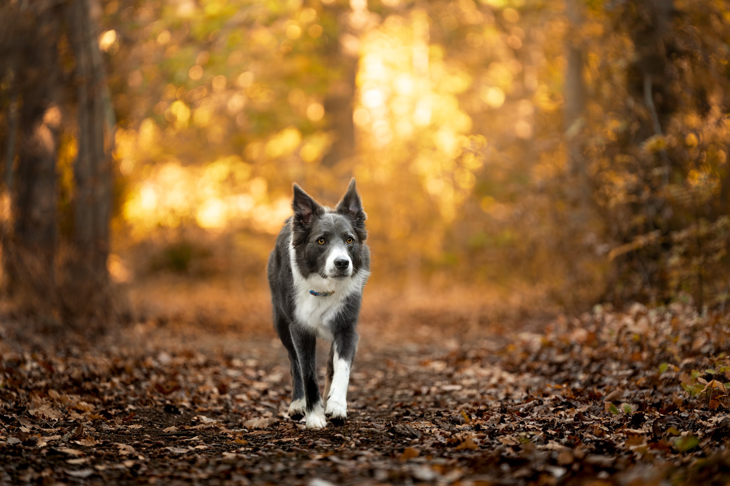 A black and white Border Collie dog walking on a leaf-covered forest trail during autumn with golden leaves on trees in the background.