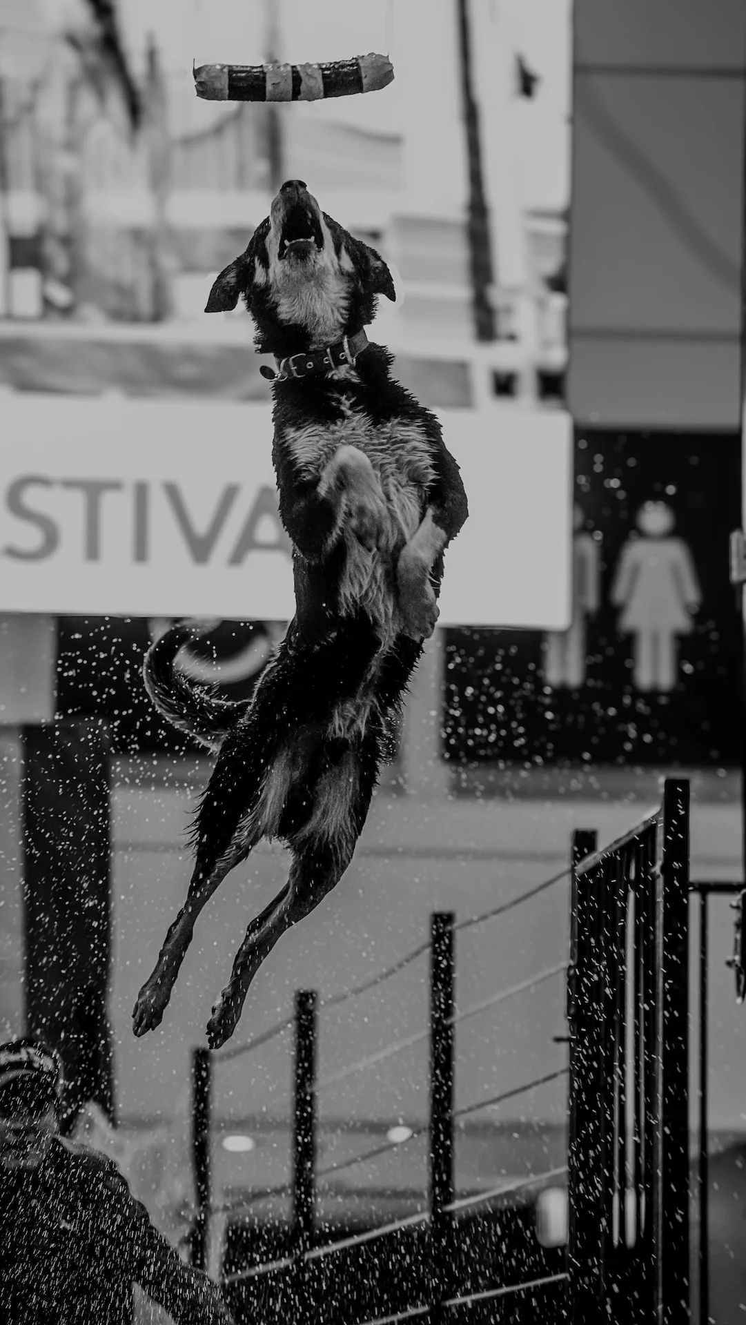 A dog jumping in mid-air trying to catch a frisbee. The scene appears to be at a park or outdoor area, with a fence and signs in the background.