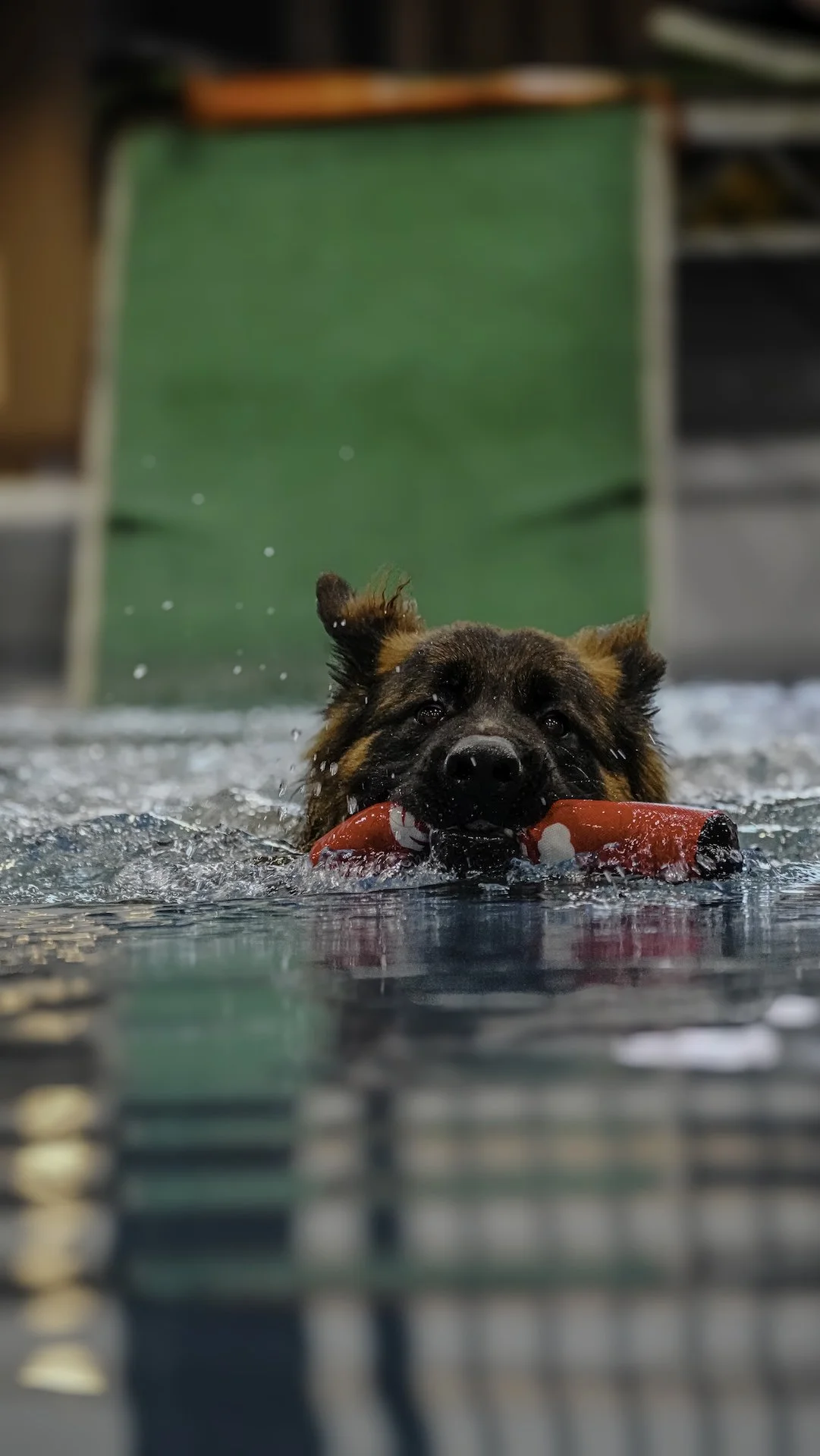 A dog swimming in a pool with a red toy in its mouth.