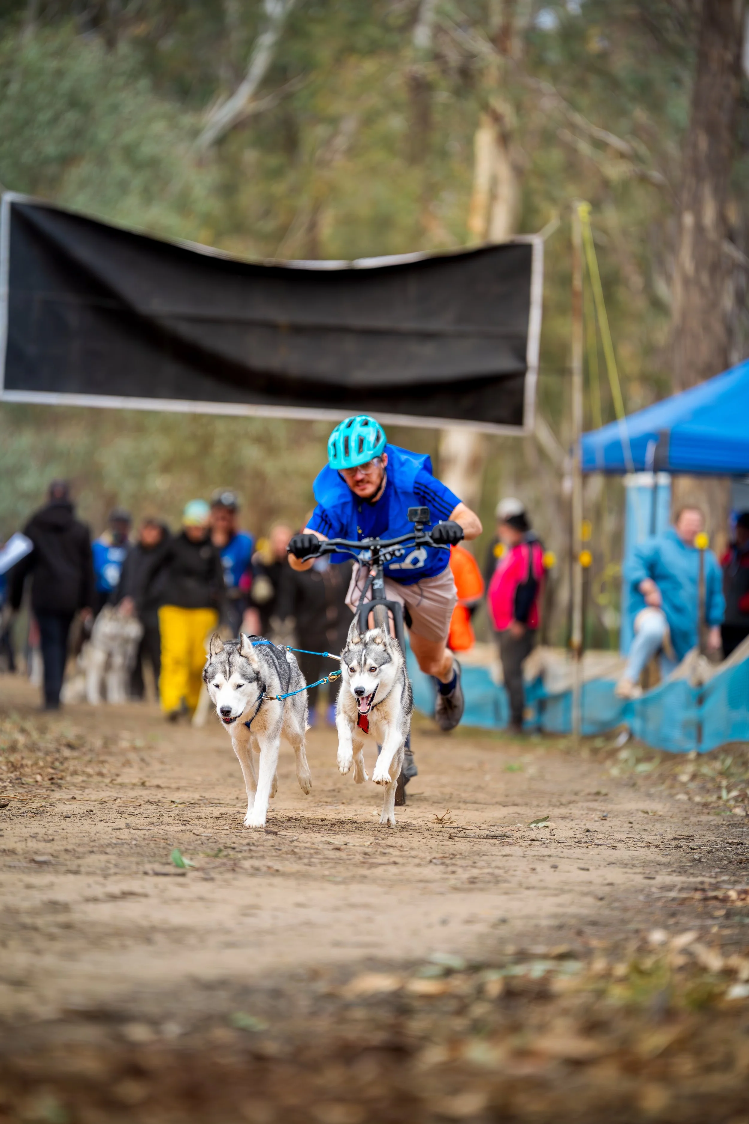 A man riding a bicycle with two huskies on a trail in a wooded area during a dog sledding event.
