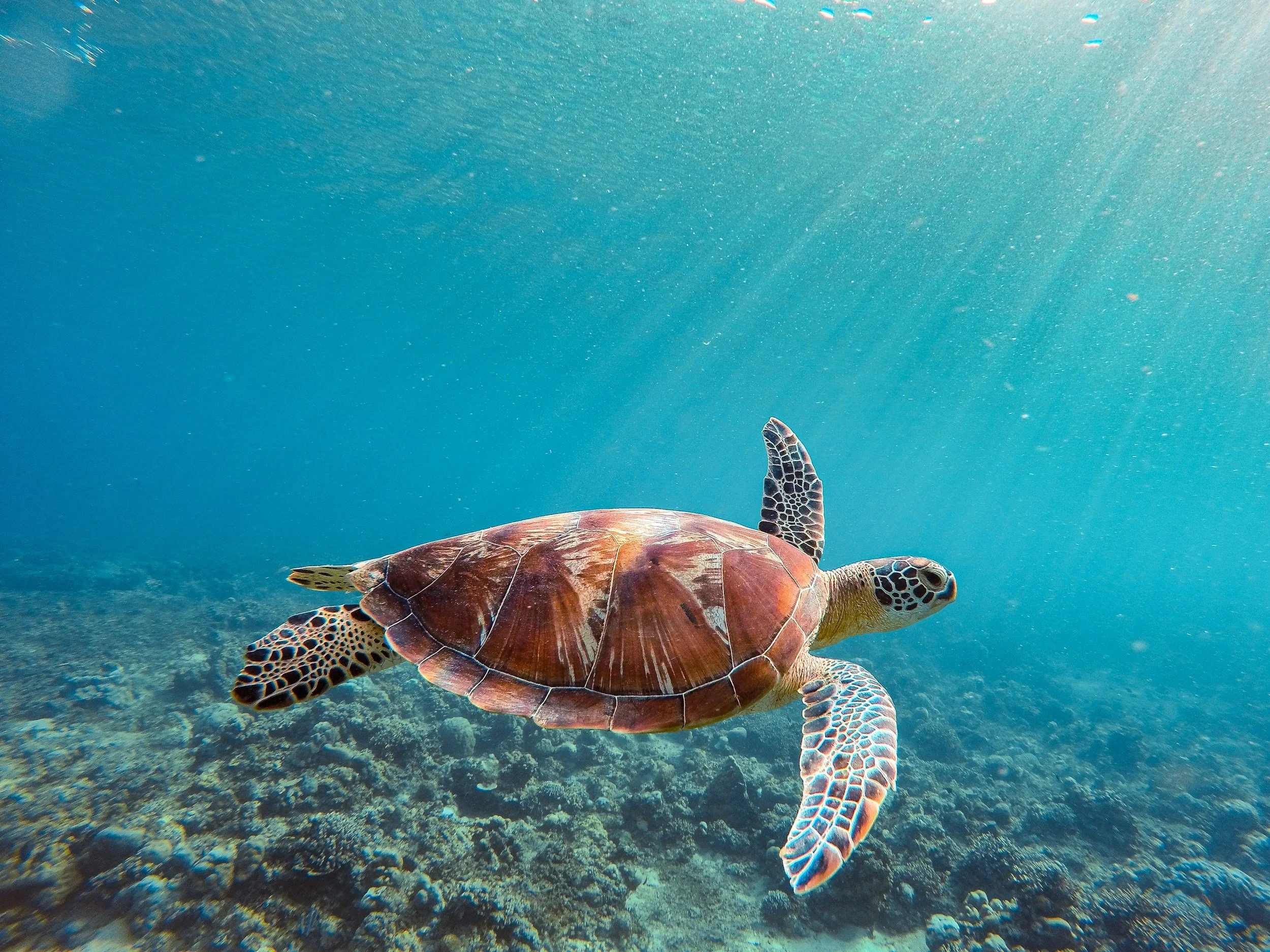 A sea turtle swimming underwater over coral reef with sunlight shining from above.
