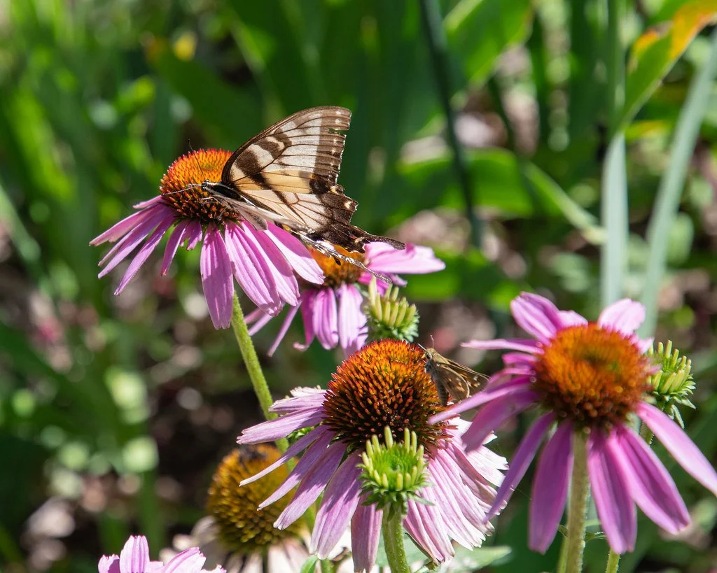  Medicinal plant: meet the plants, how to grow them, and how to harvest and use them