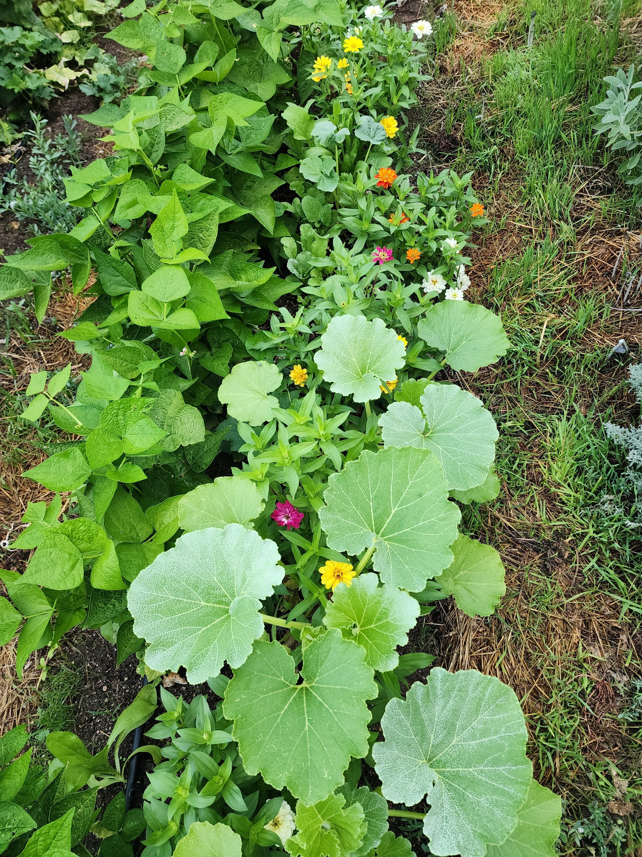 Companion planting, guilds and crop rotation