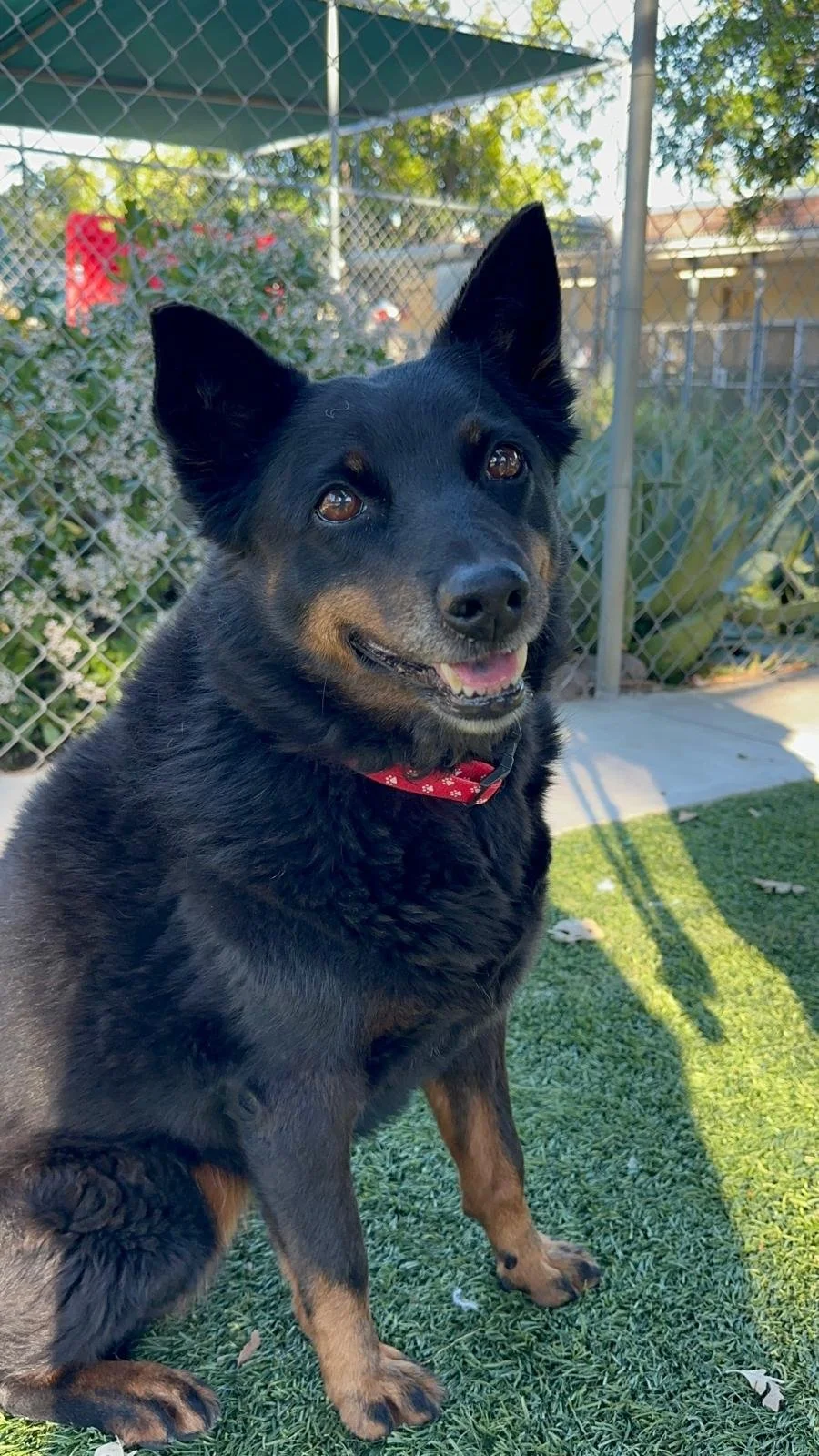 From Heartbreak to Healing: The Incredible Second Act of Princess, the 11-Year-Old Senior