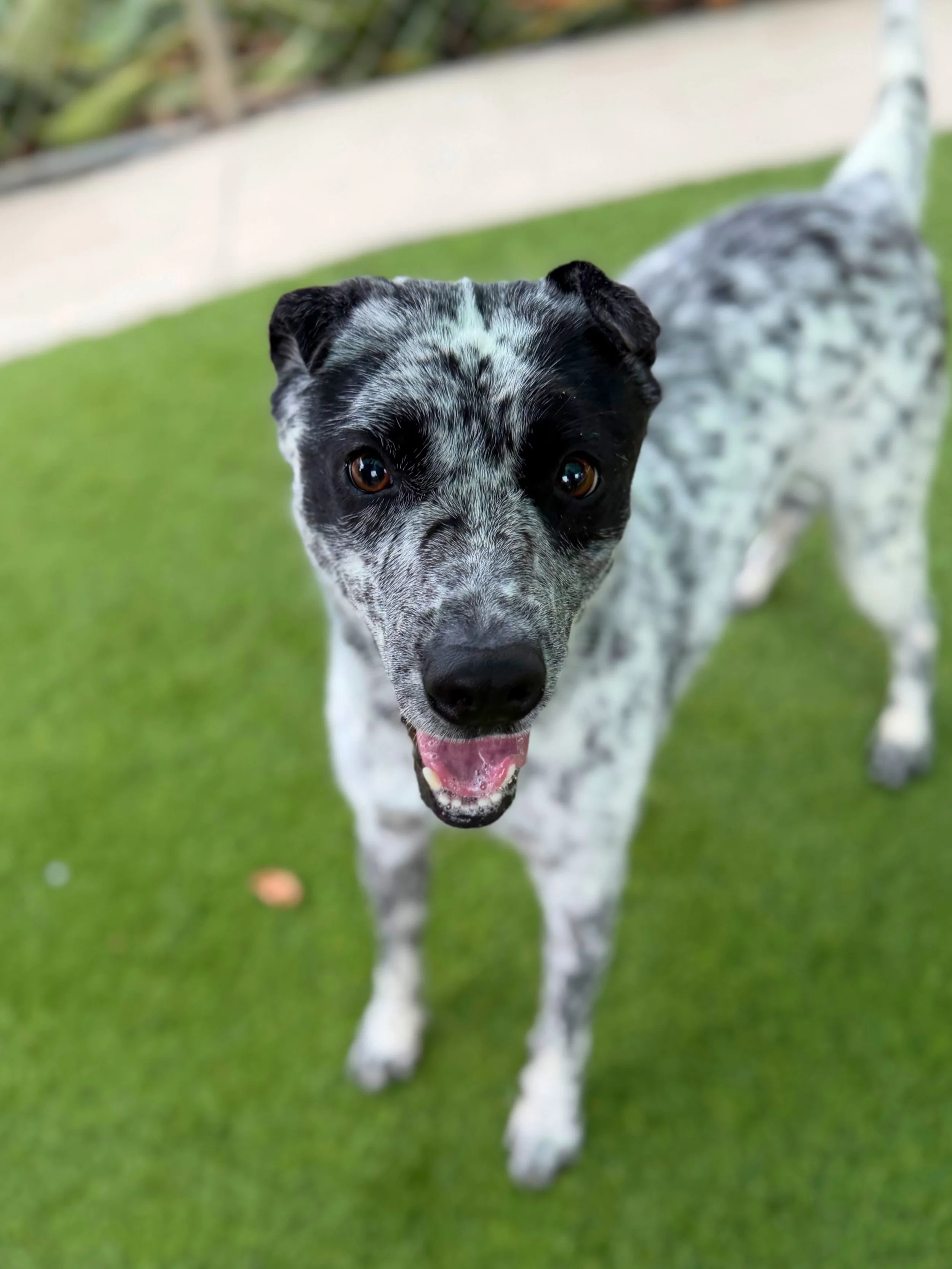 Hi, I&rsquo;m Squirrel 🐿️🐶 #A5773150 No, I do not climb trees. I&rsquo;m dog. Obvi.

I&rsquo;m 2, super sweet, very snuggly, and currently accepting applications for the &ldquo;My Forever Person&rdquo; position. 

I love people, affection, treats, 