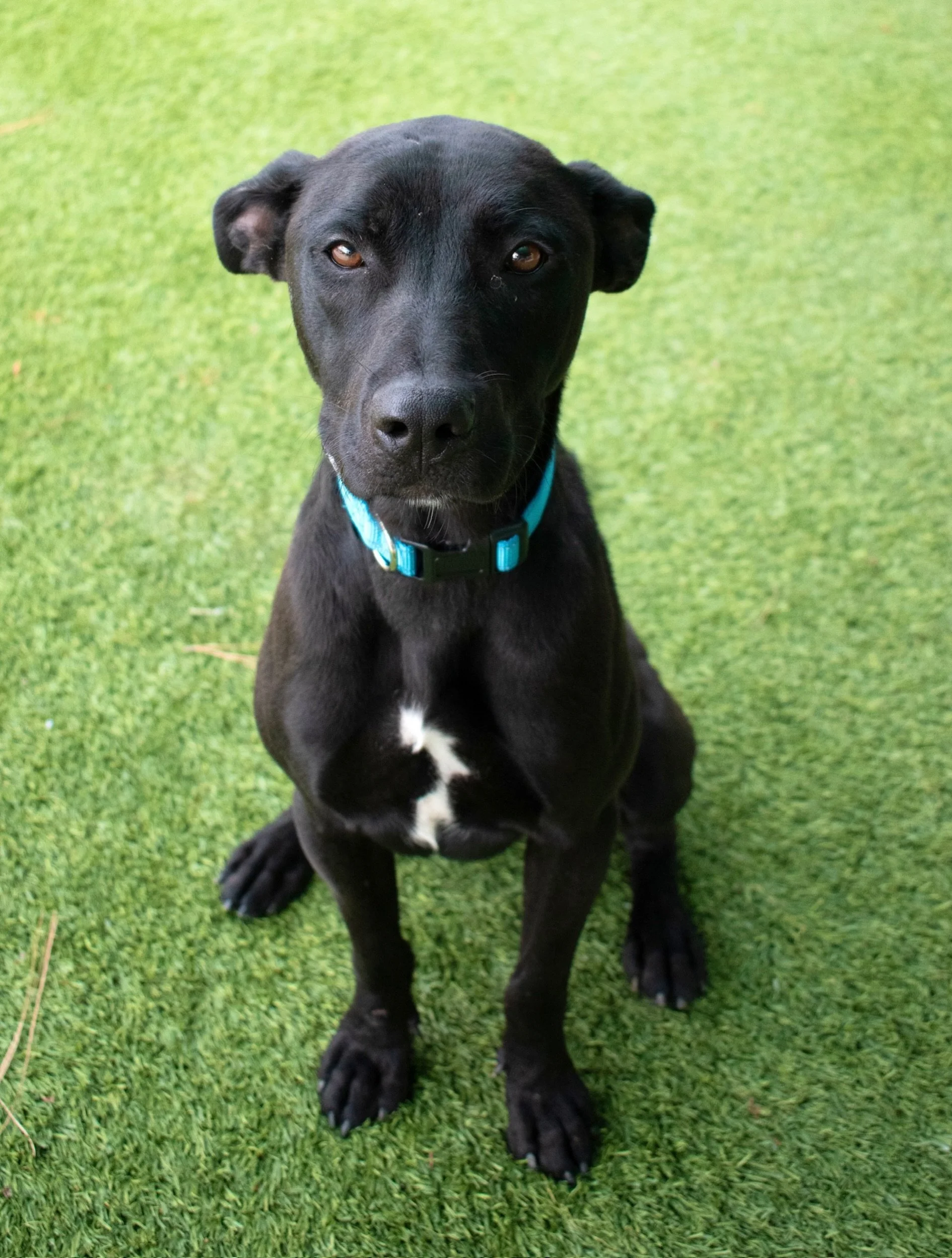 Update: Adopted🖤 

Some dogs get adopted quickly. Others wait. And wait. And somehow, a really great dog keeps getting overlooked.

Benni is one of those dogs. ❤️

Benni (#A5769860) arrived at the Agoura shelter at just 1&frac12; years old, and he w