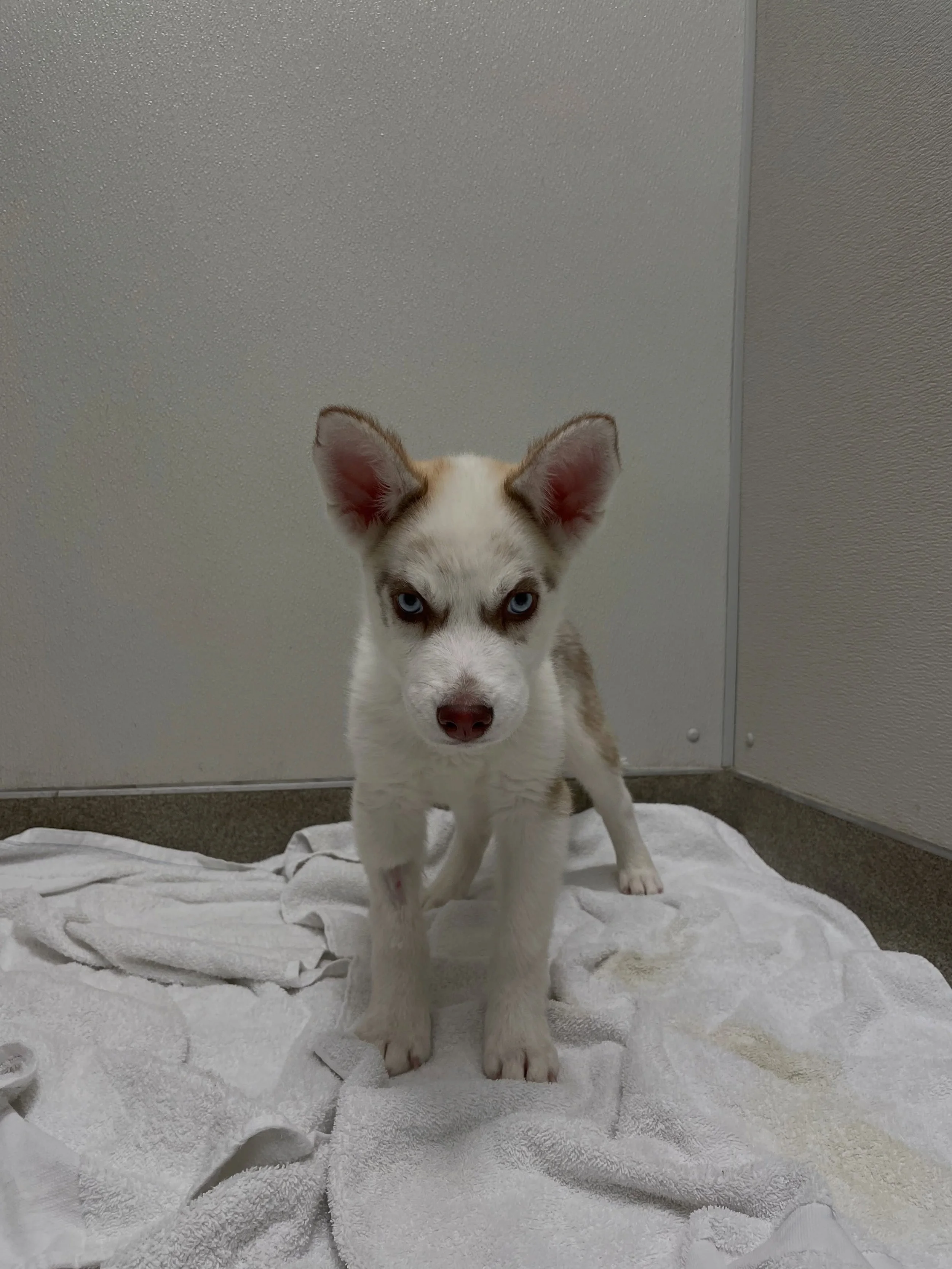 From fighting for his life to thriving in his forever home! 💙

Remember Tender? This sweet boy had a tough start to life, battling parvovirus, giardia, coronavirus, and campylobacter as a tiny puppy. With lifesaving medical care funded by Healthcare