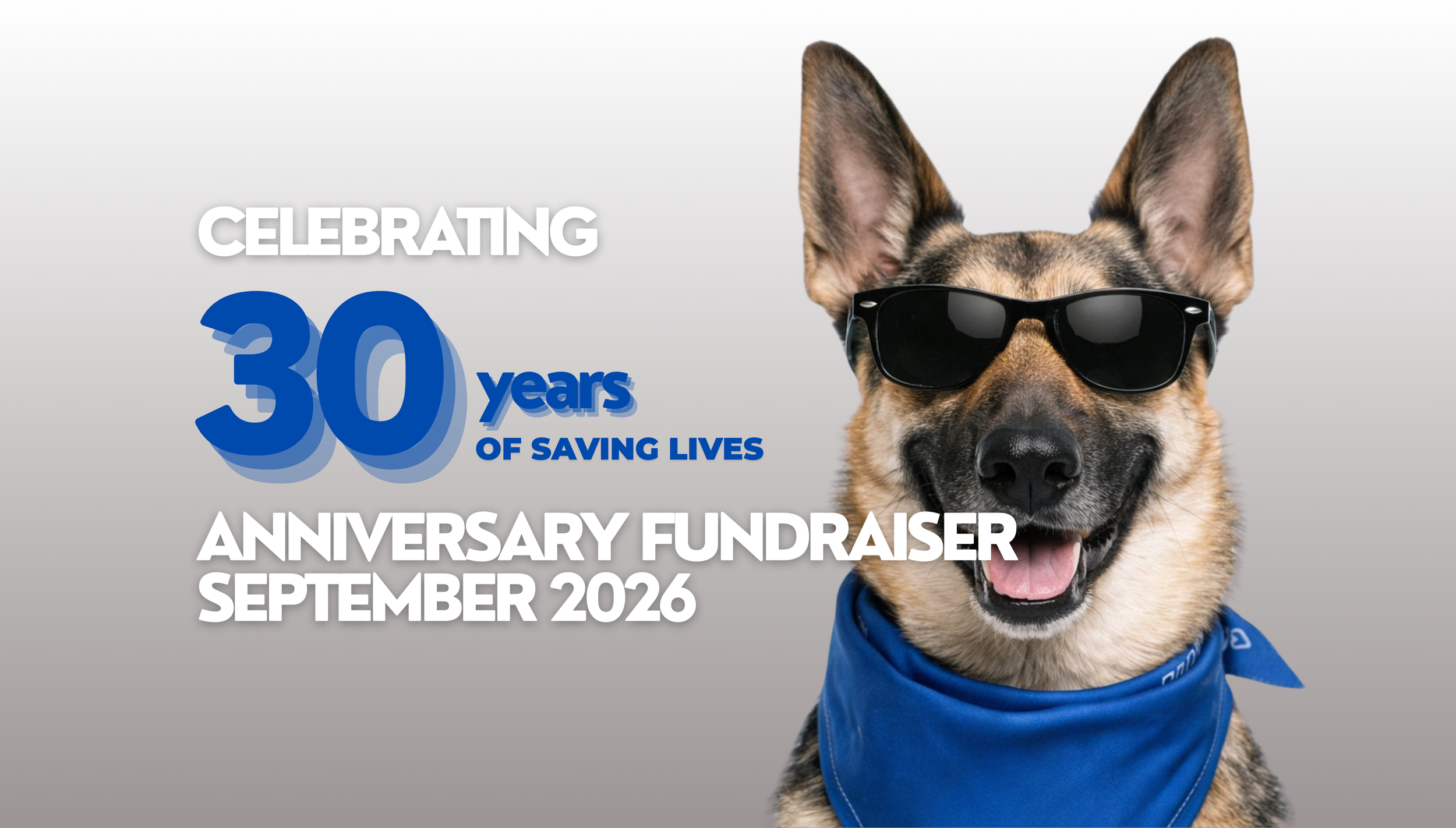 Healthcare for Homeless Animals