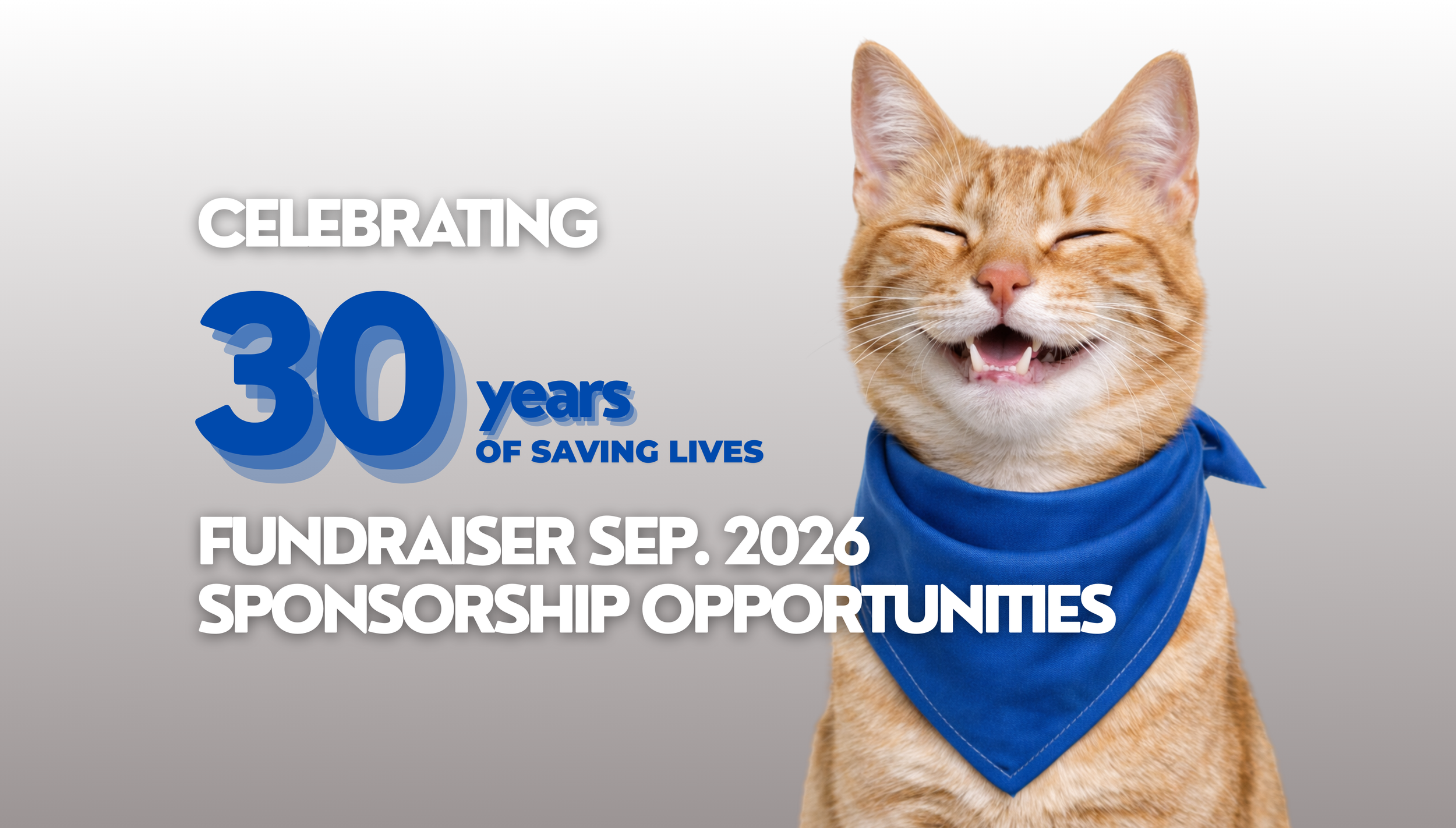 Healthcare for Homeless Animals