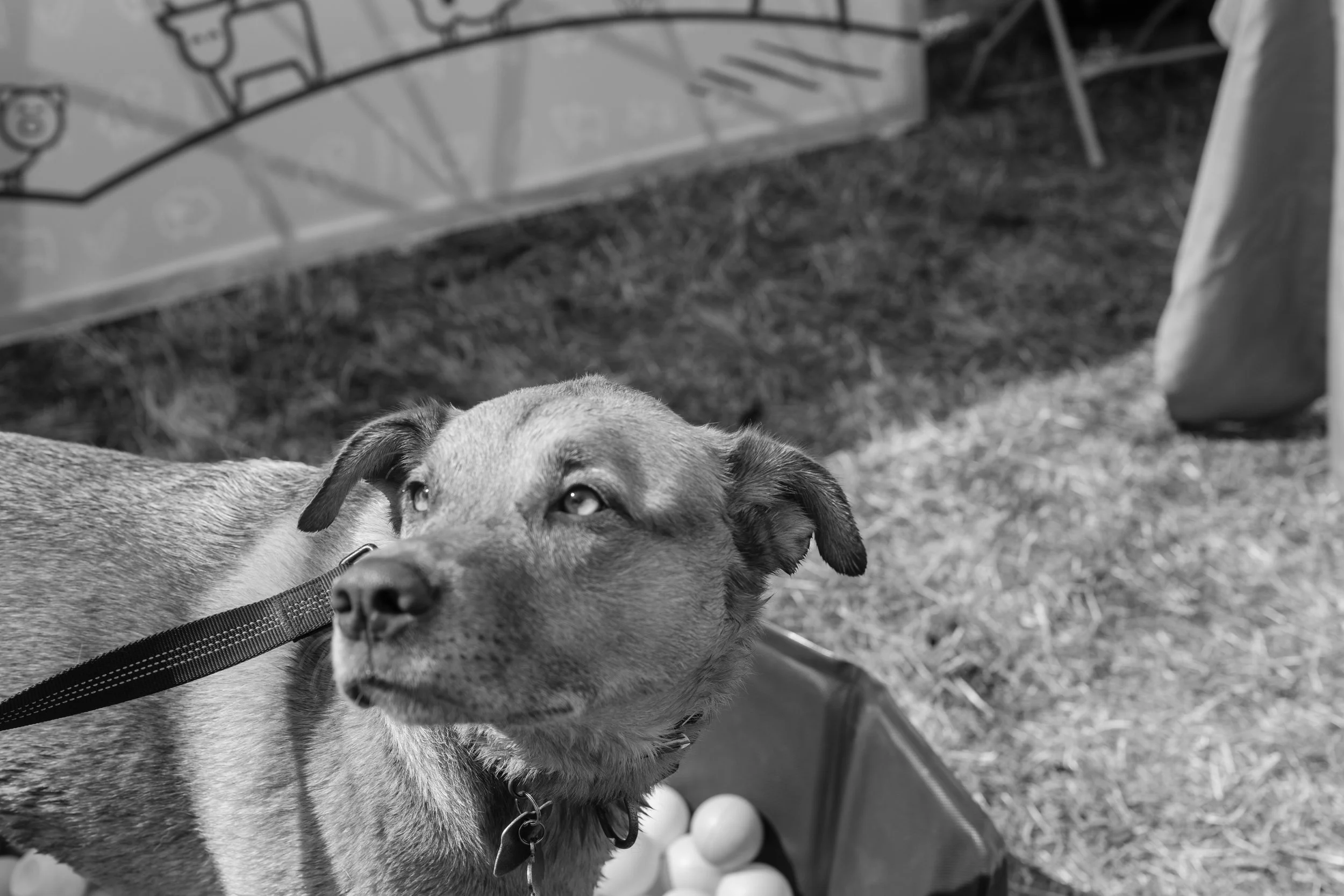 20260816-DSCF3332.JPG