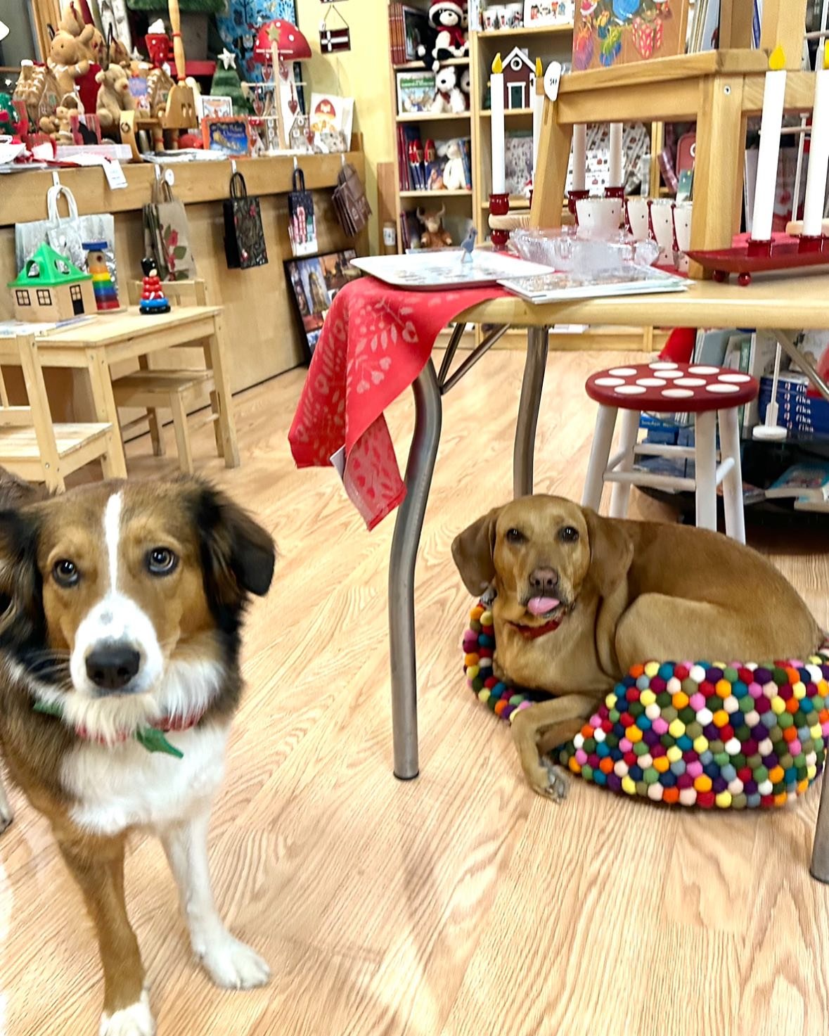 When your sister takes your bed😂😳🤦🏻&zwj;♀️! We all got a good laugh out of Betsy trying to fit in Gloria&rsquo;s bed! 
The pups will be at the shop today, hope to see you too!
