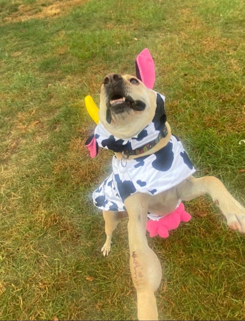 river cow.jpeg