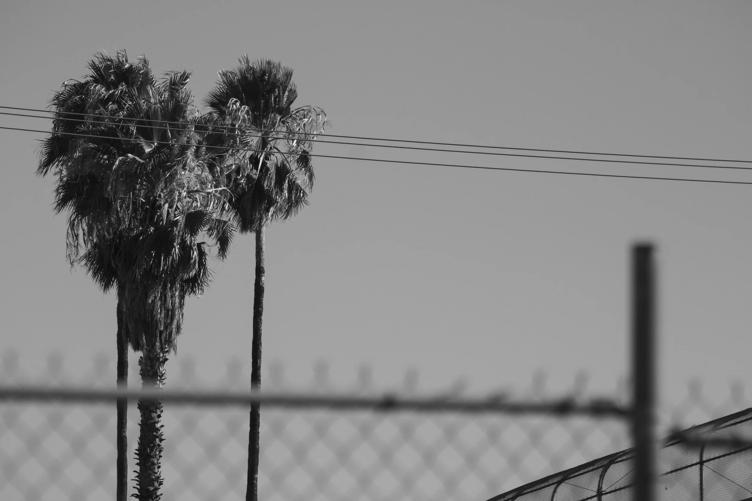 Palm trees. Montclair, CA