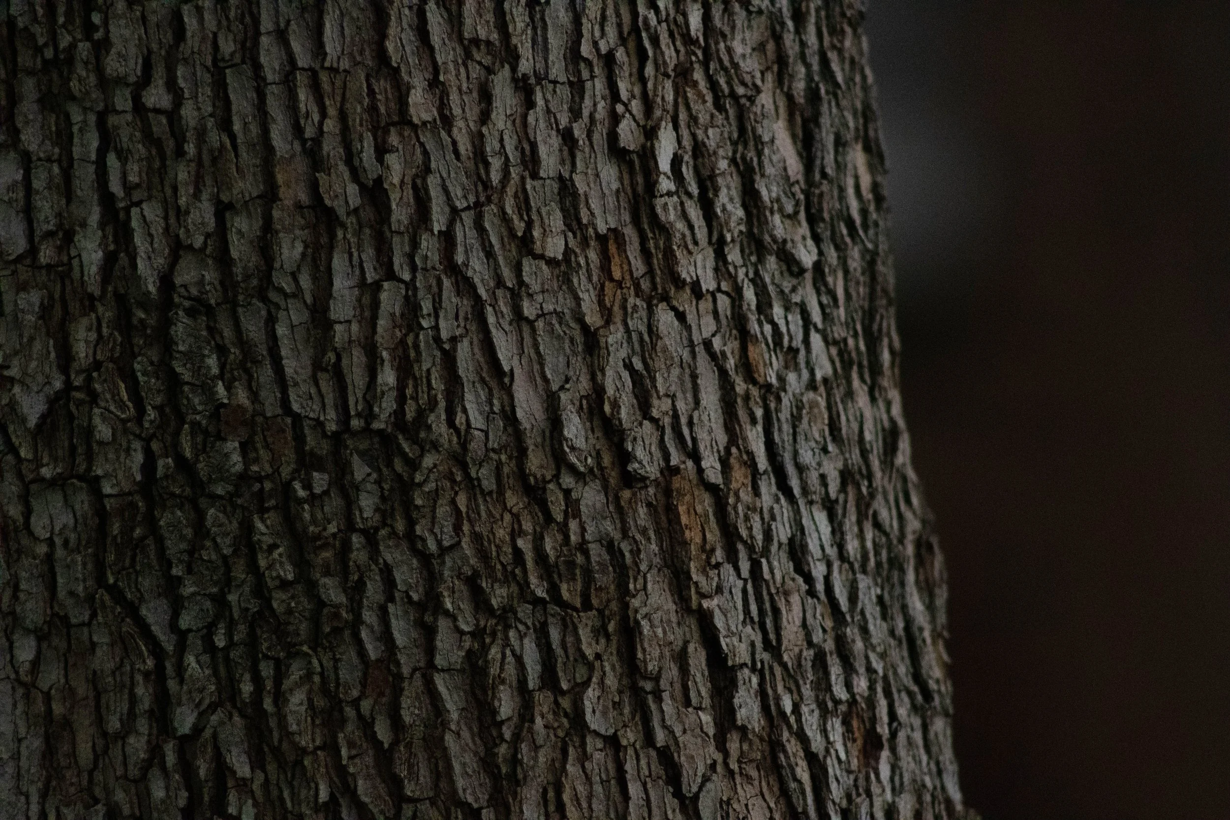 City tree