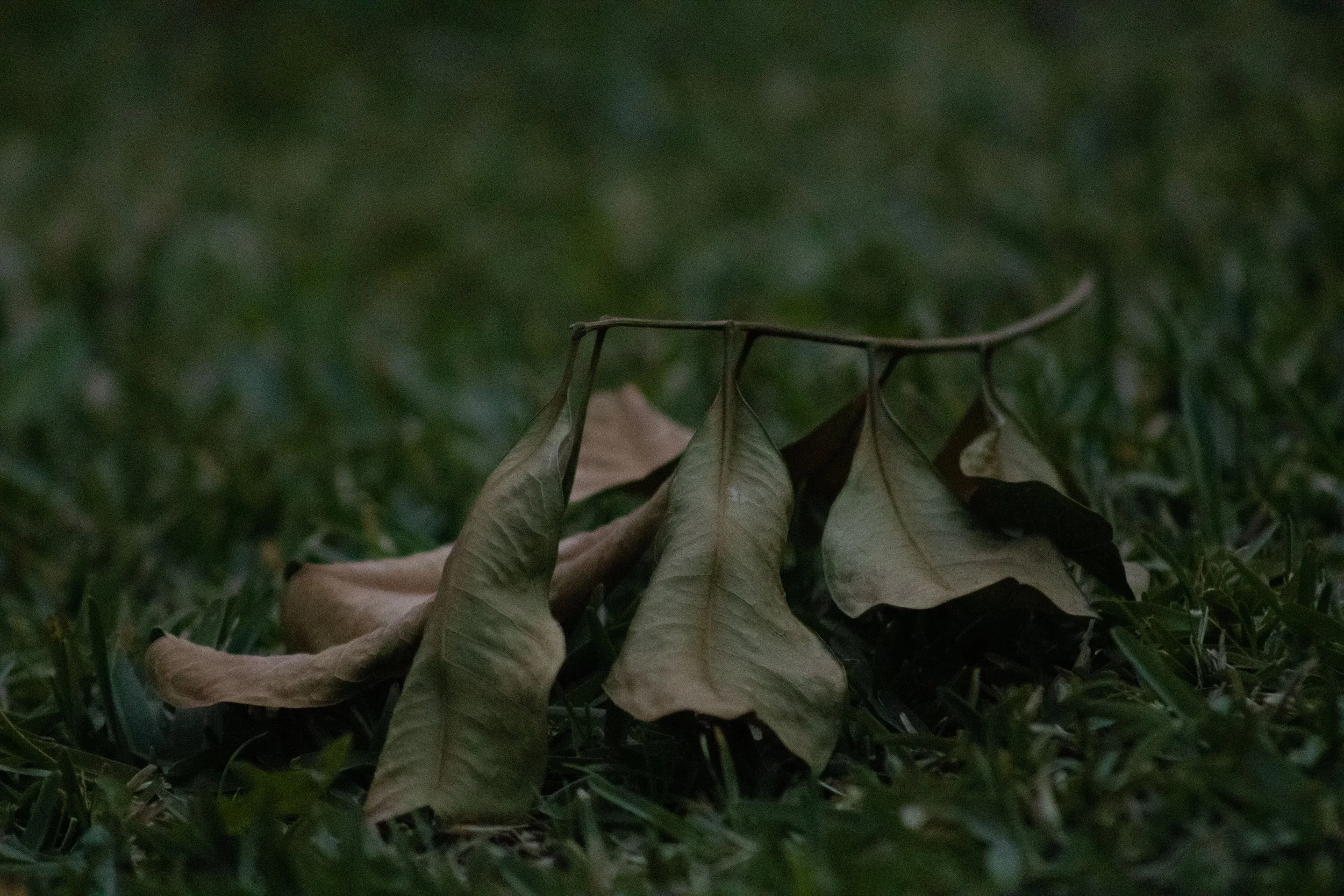 An elegant fall