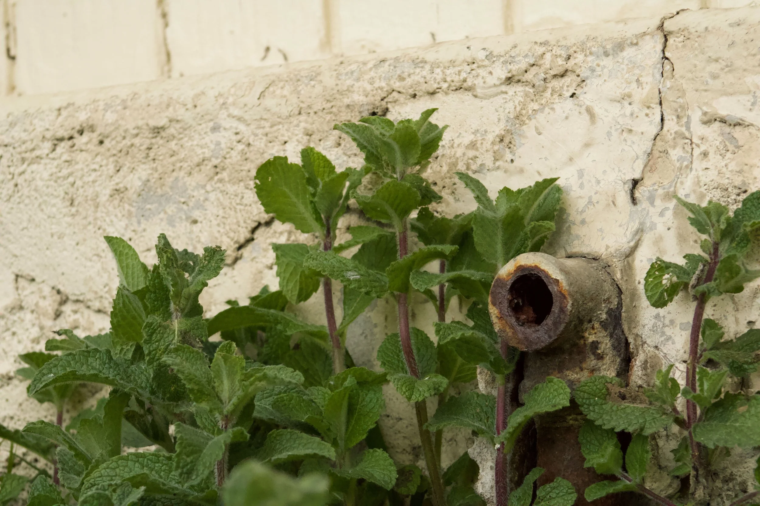 Forgotten Pipe