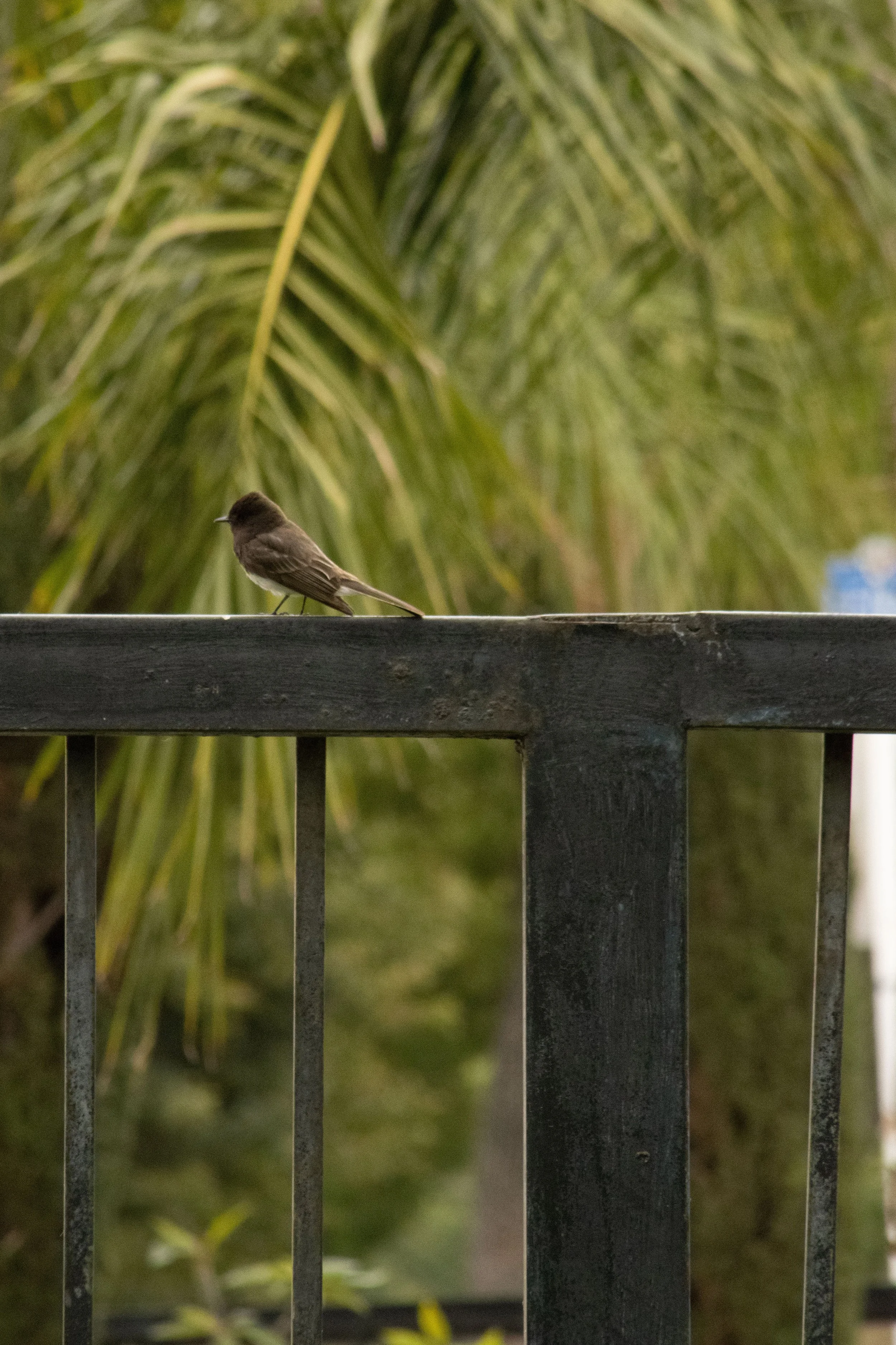 East side birdy