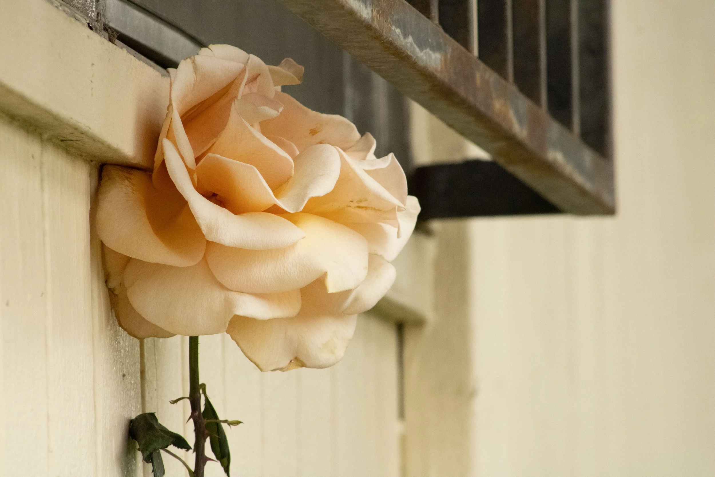 My favorite color rose
