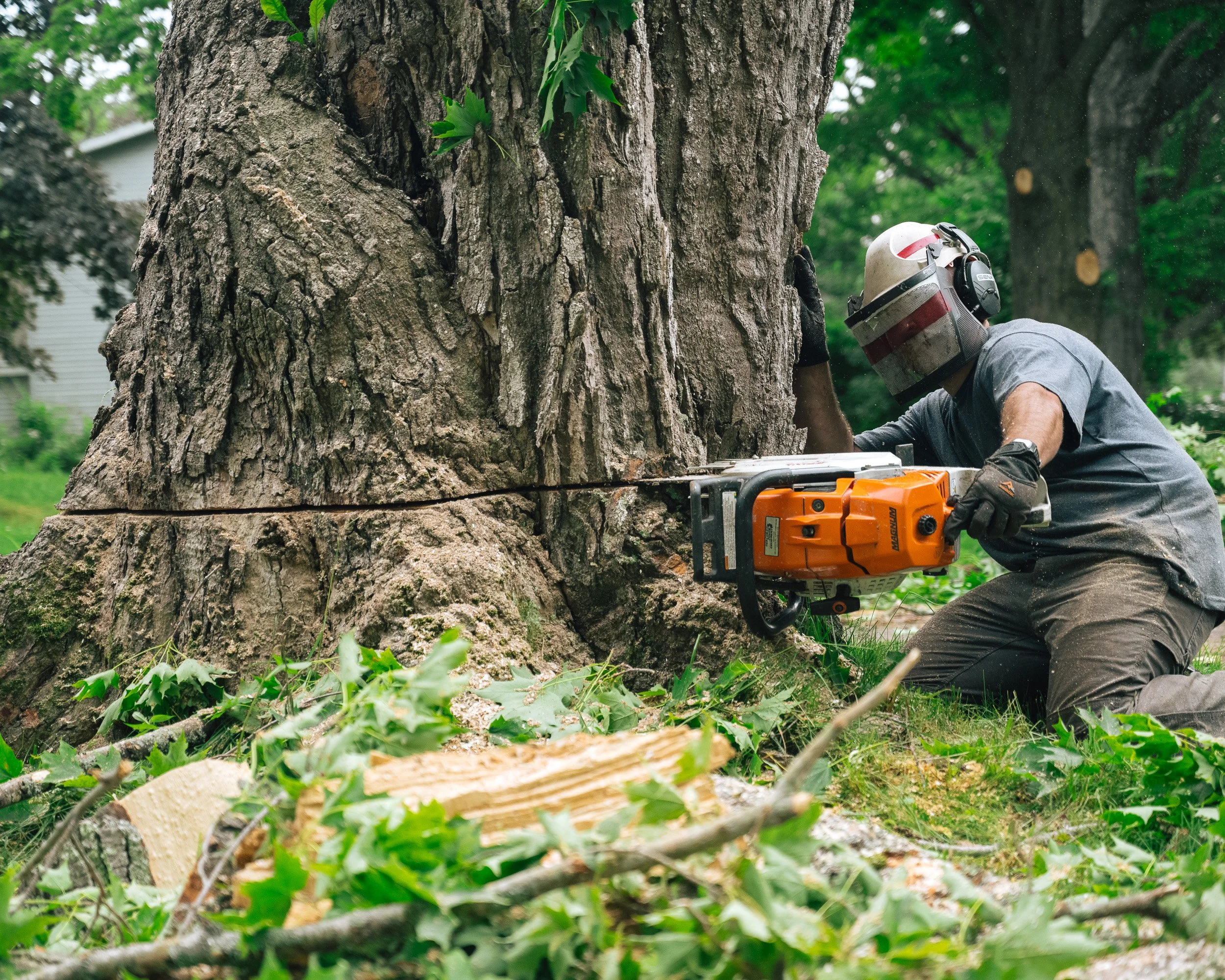 A man wearing a helmet, ear protection, and gloves is kneeling on the grass, cutting down a large tree with a chainsaw. There are branches and leaves on the ground, and he is working near the tree's trunk.