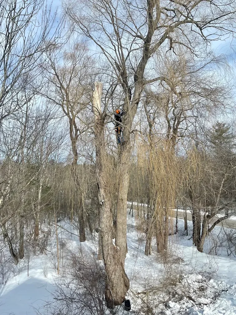 A person in a black jacket and orange helmet climbing a large tree with leafless branches in winter, with snow on the ground and a road in the background.