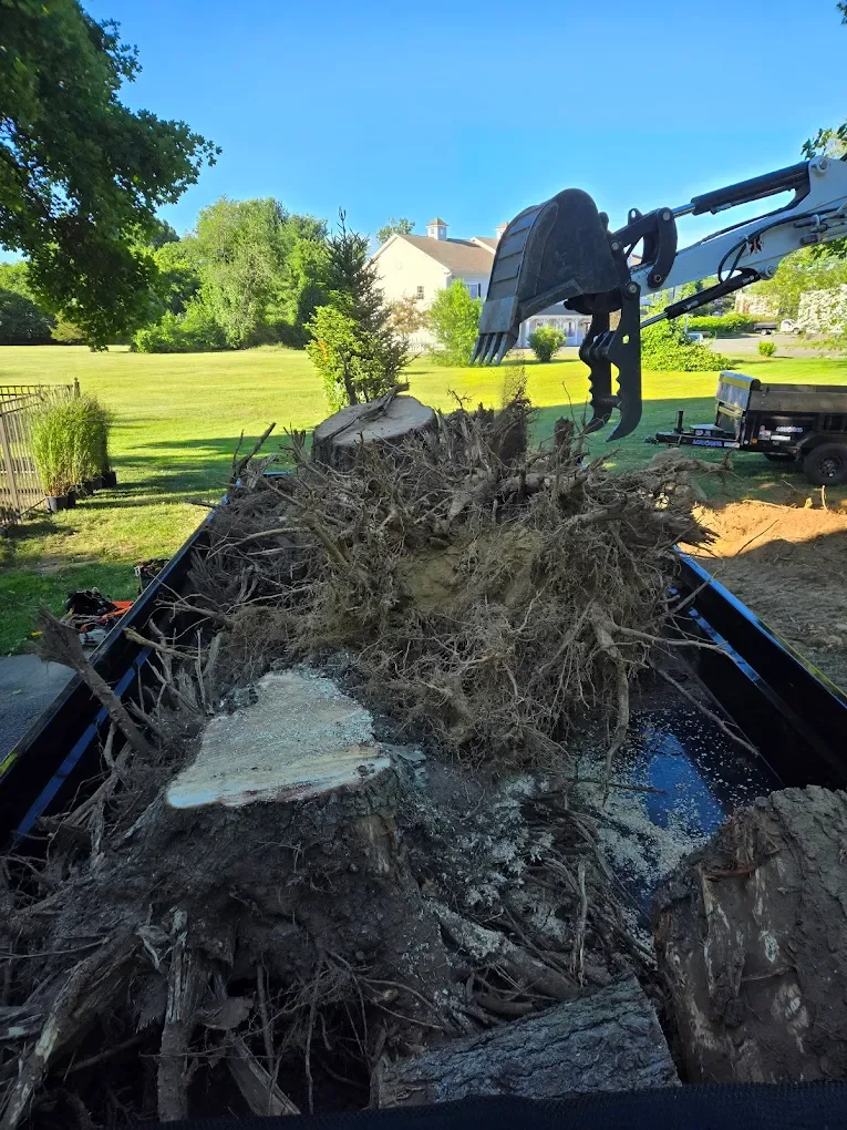 An excavator with a claw attachment is lifting a large uprooted tree with roots and a cut section of the trunk, into a truck bed, in a yard with green grass, trees, and houses in the background.