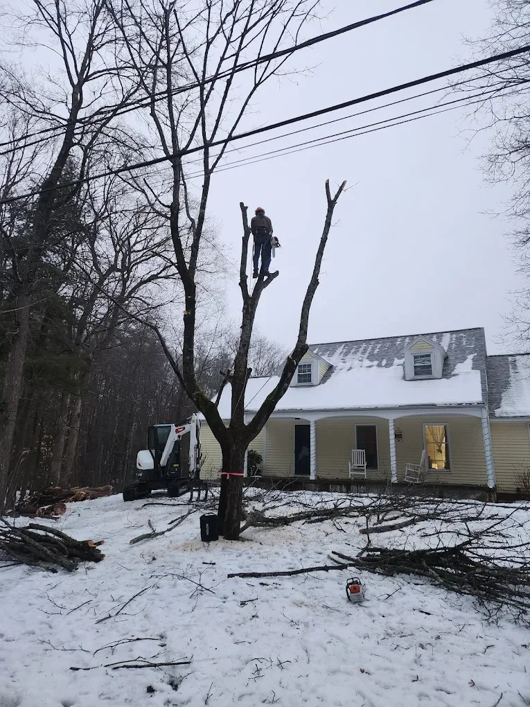 A worker in a safety harness trimming a tall, leafless tree near a house with snow on the ground, with some branches cut and lying around.