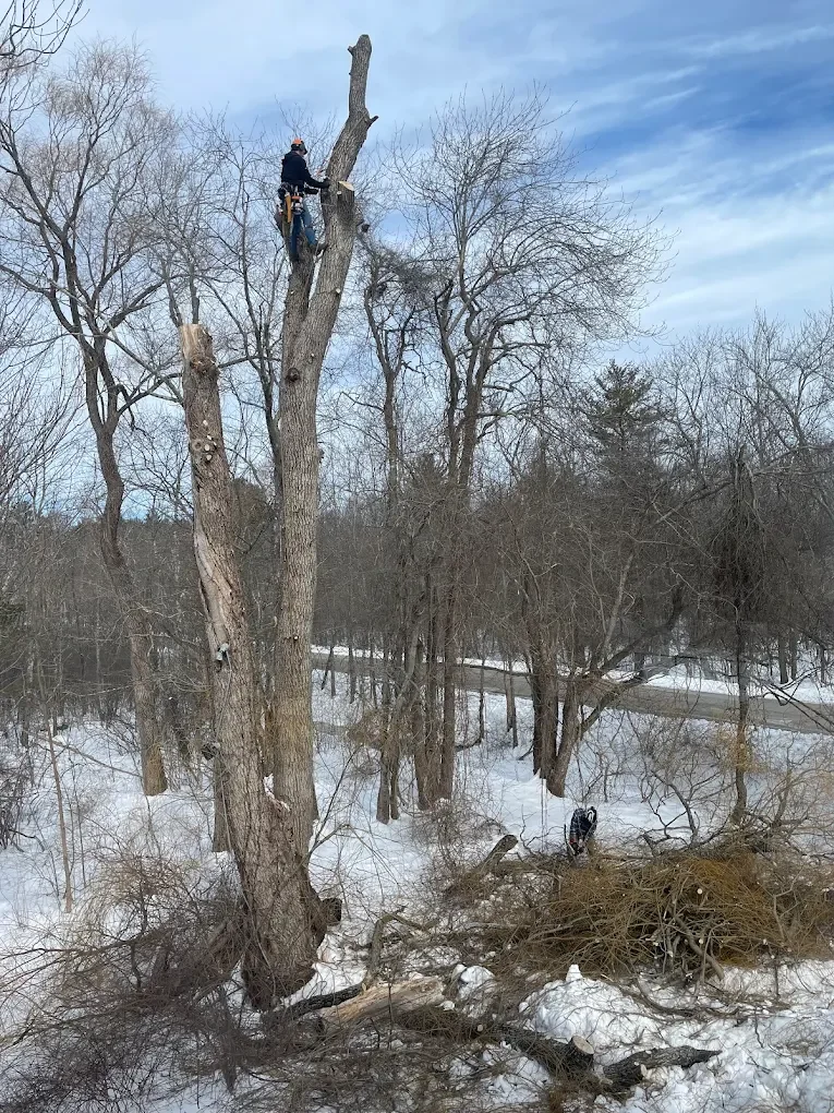 Tree removal worker cutting a large tree in Rye, New Hampshire.