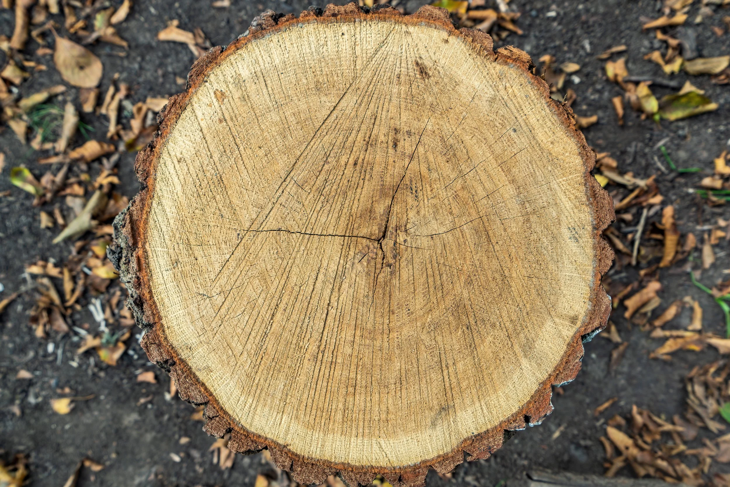 Close-up of a cut tree trunk showing growth rings, with bark around the edges and fallen leaves and soil on the ground. Red Line Tree Care.