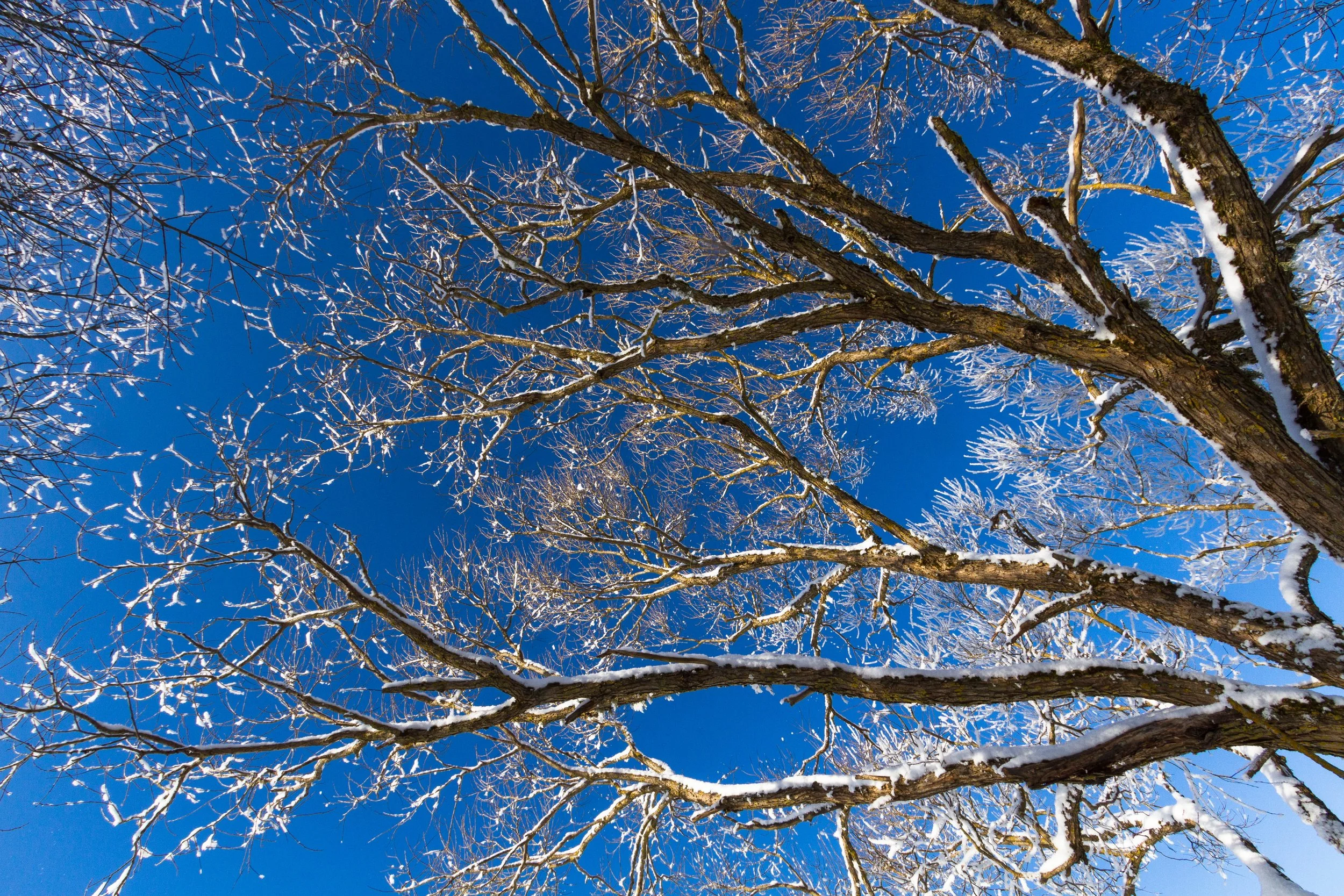 Snow-covered tree branches against a clear blue winter sky in seacoast New Hampshire.
