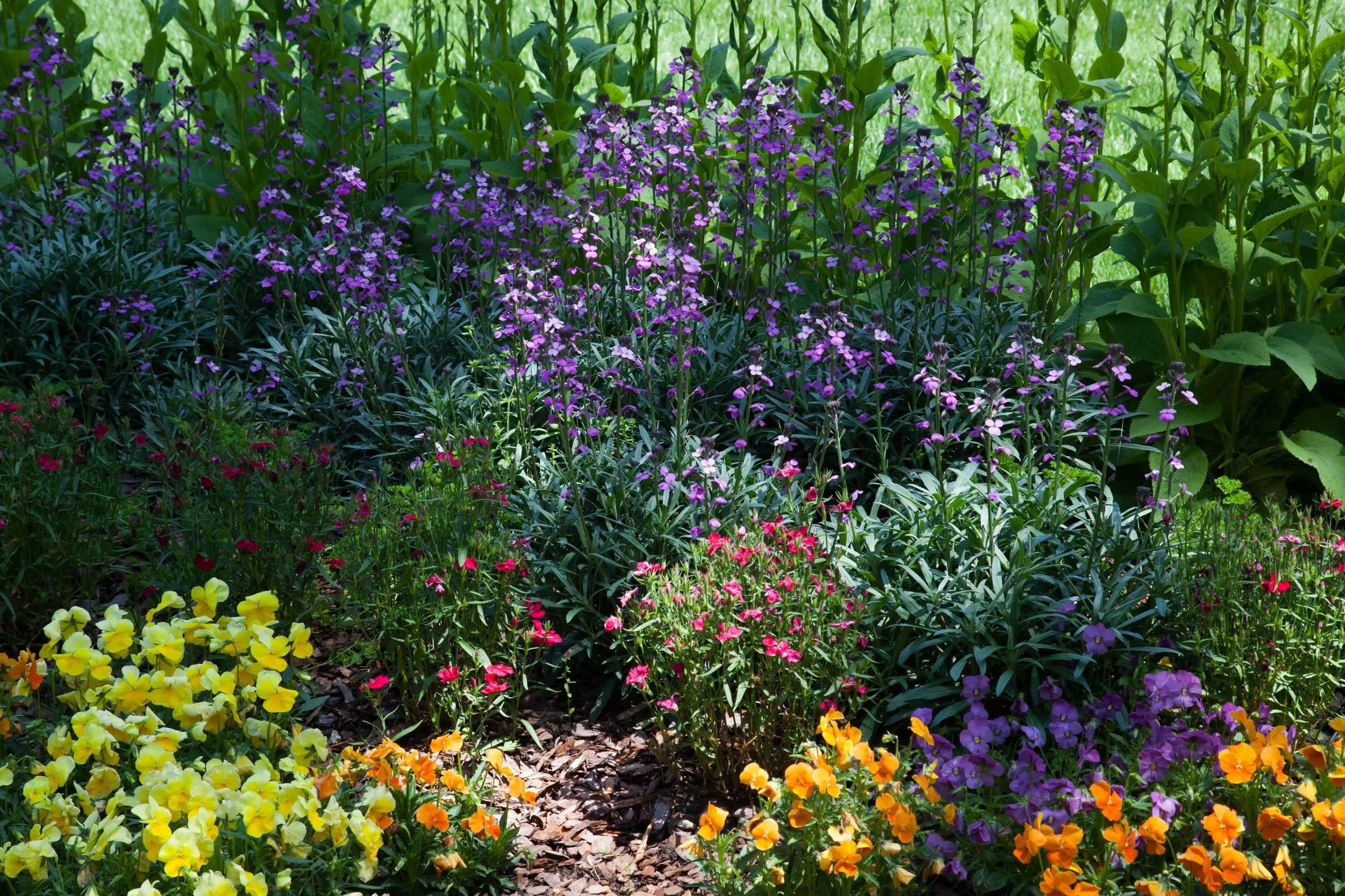 A garden bed with purple, yellow, orange, and pink flowering plants, with mulch on the ground.
