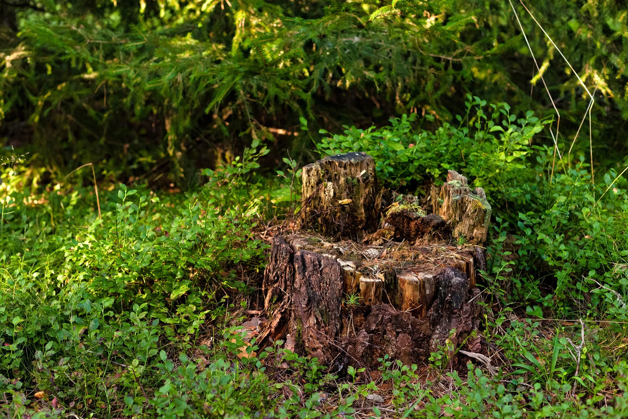 Decayed tree stump in a forest surrounded by green foliage and moss.