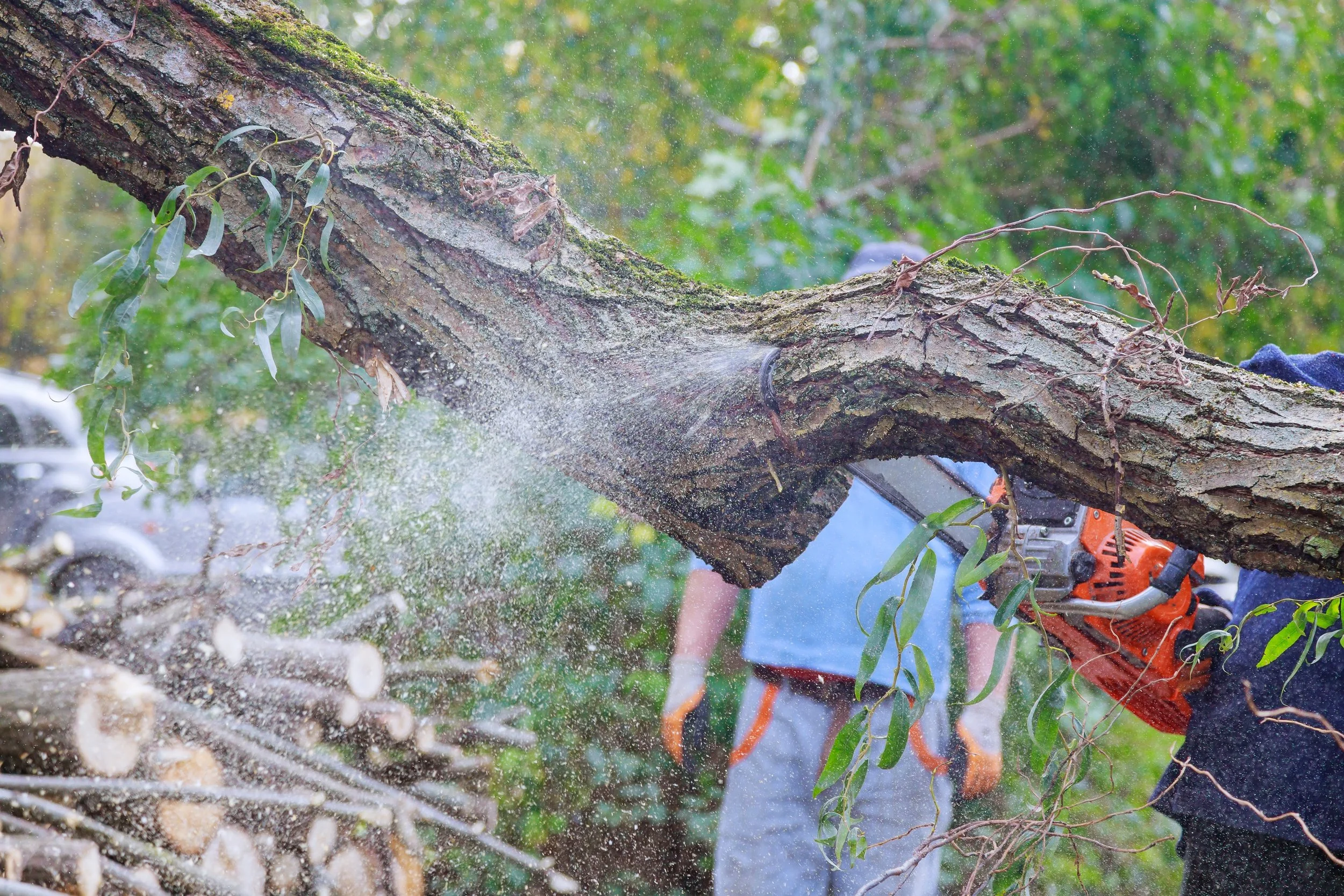Person cutting a fallen tree with a chainsaw, sawdust flying in the air, with other trees and wood logs around.
