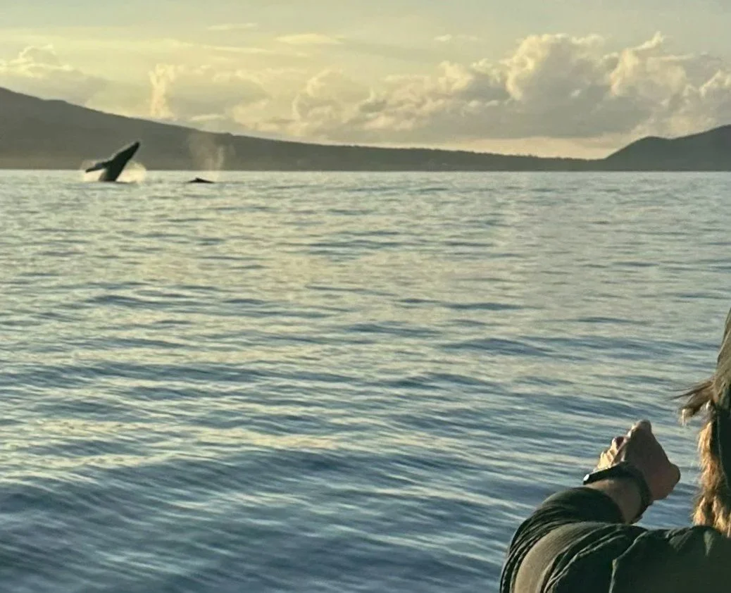 Humpback whale breaching, Maui
