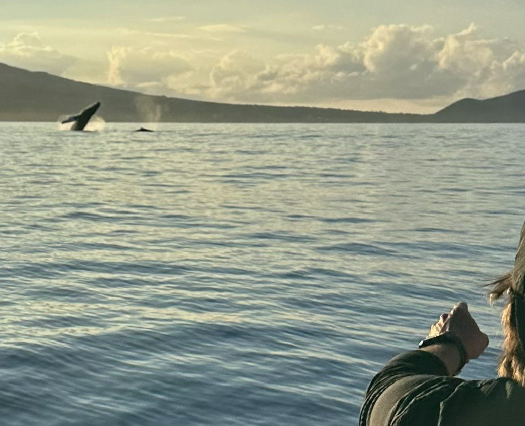 Humpback whale breaching Maui