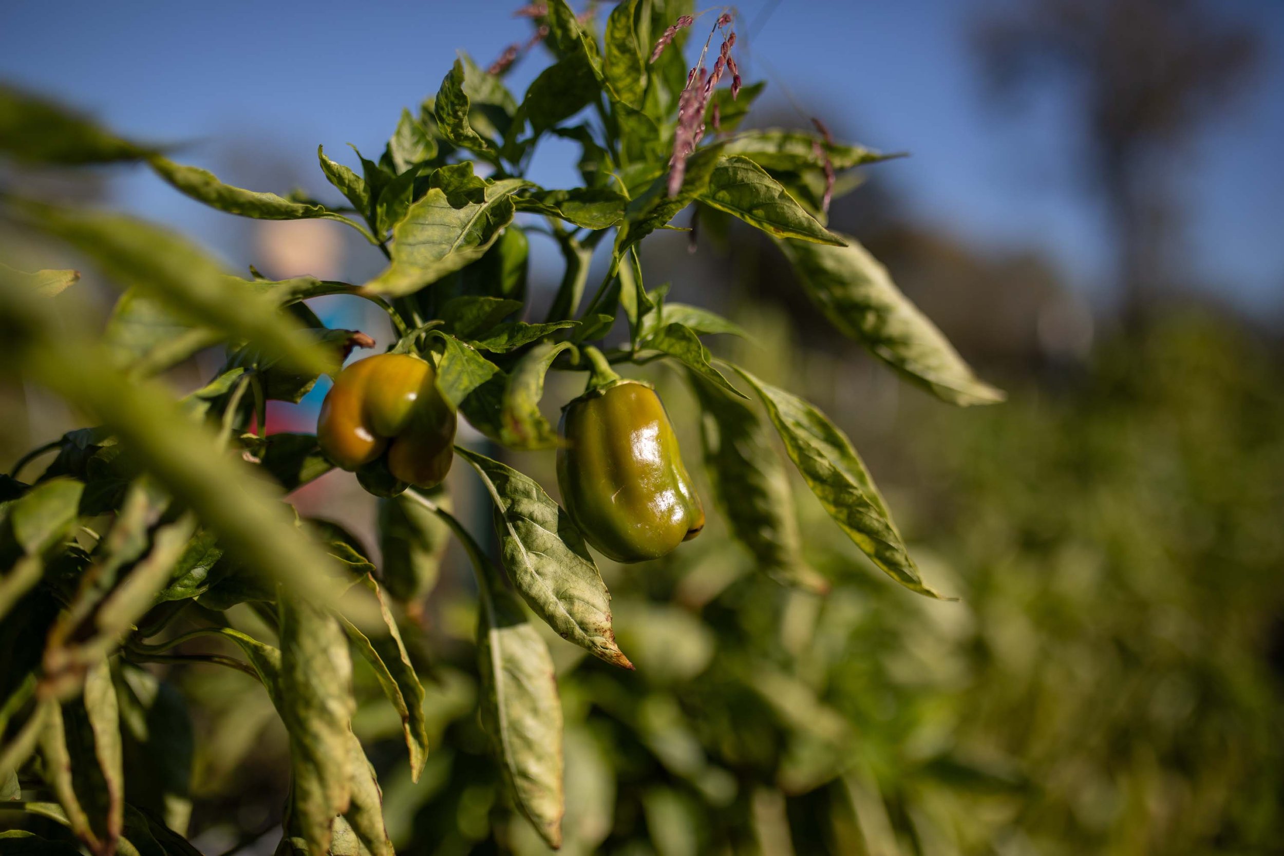 JuliaKeim_Farmshare_Dec2025-6200.jpg