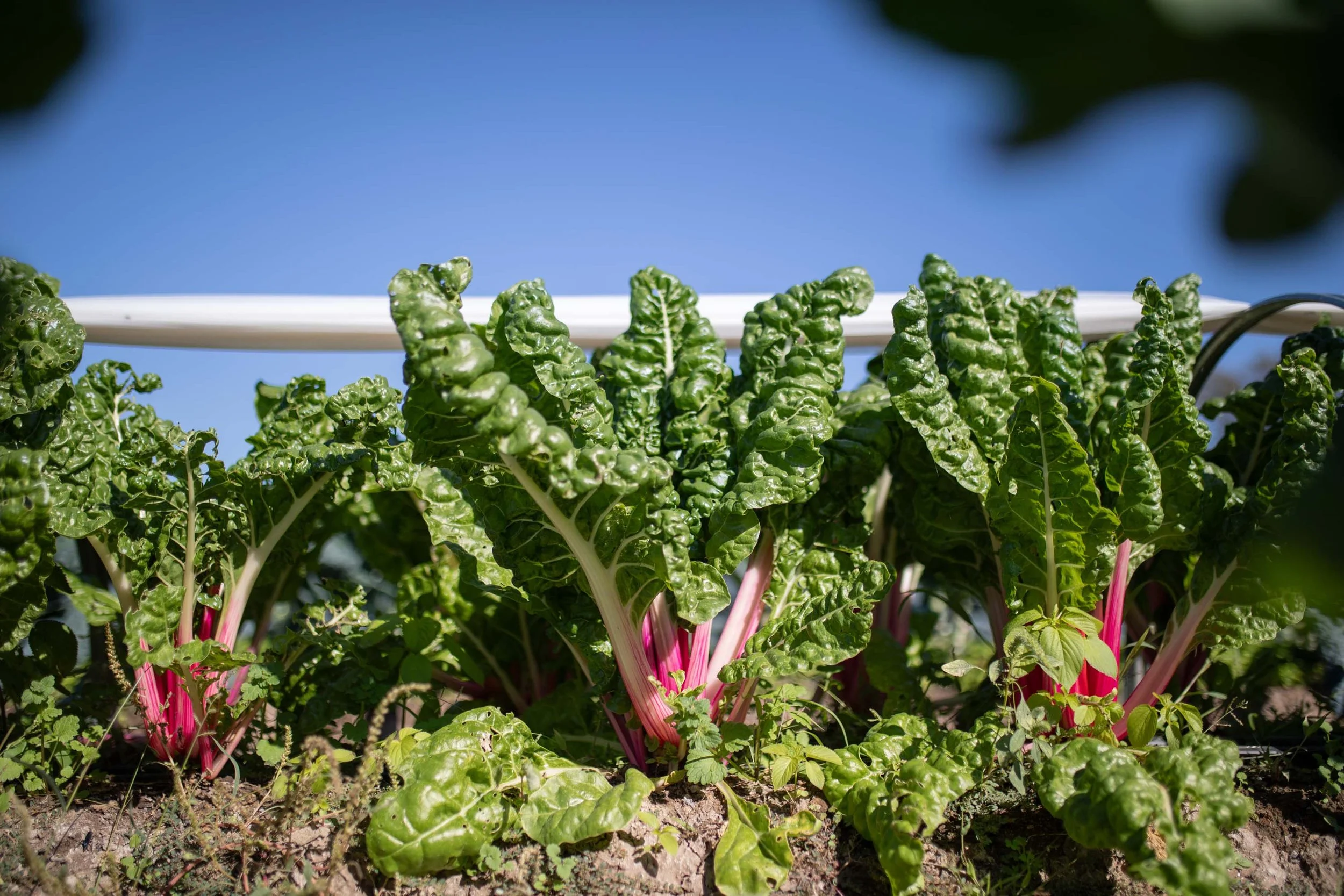 JuliaKeim_Farmshare_Dec2025-5436.jpg