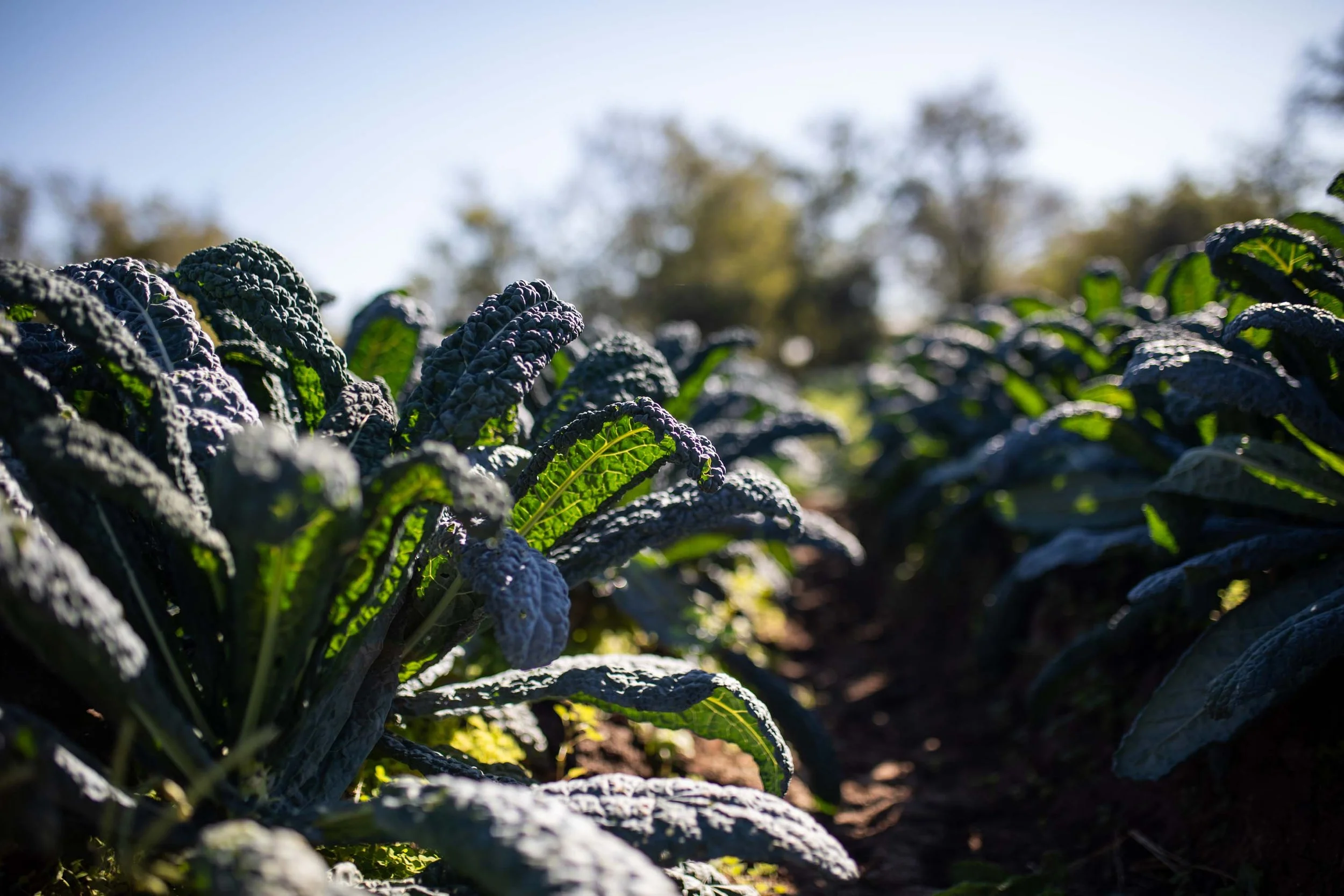 JuliaKeim_Farmshare_Dec2025-5151.jpg