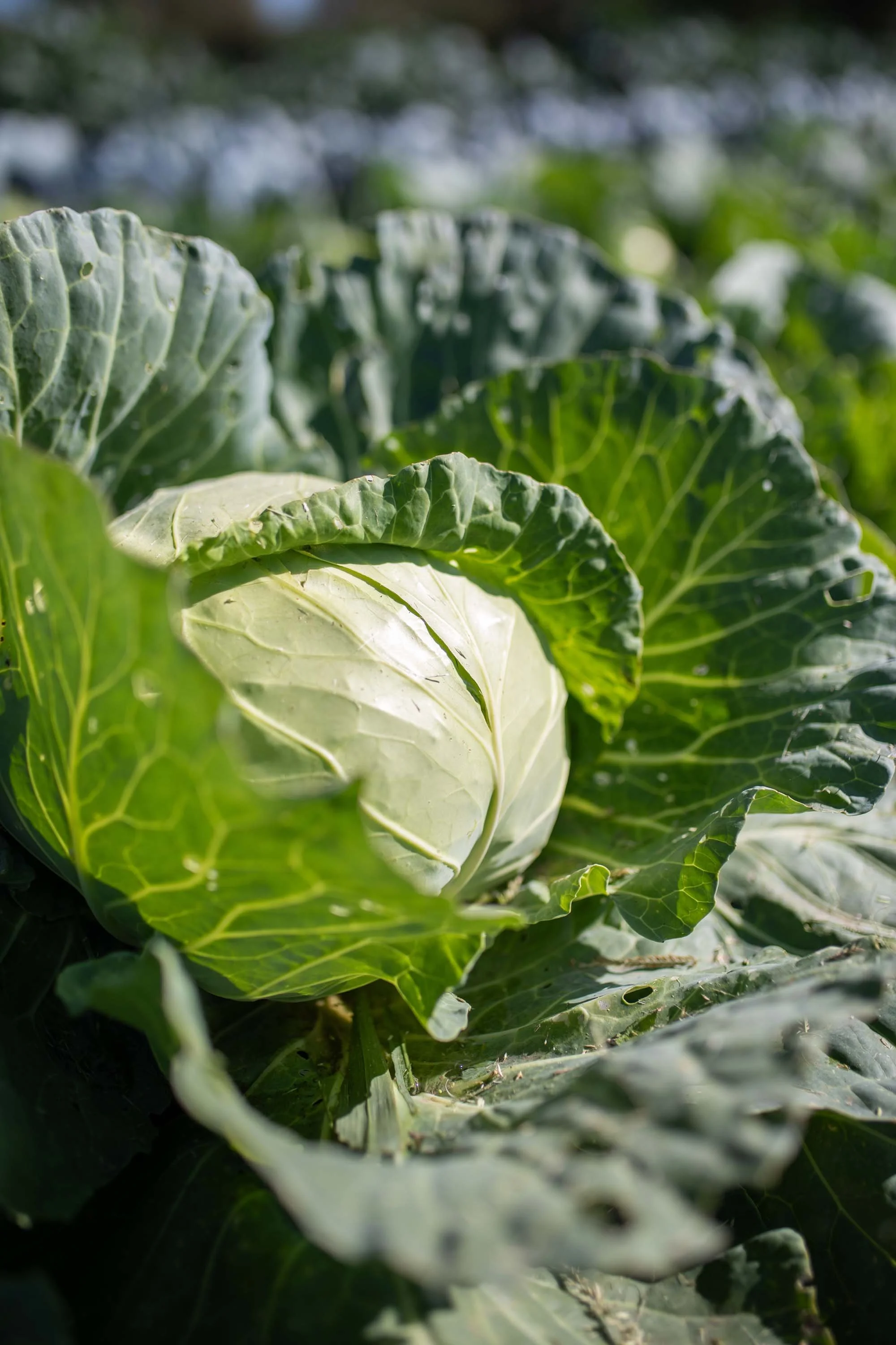 JuliaKeim_Farmshare_Dec2025-5225.jpg