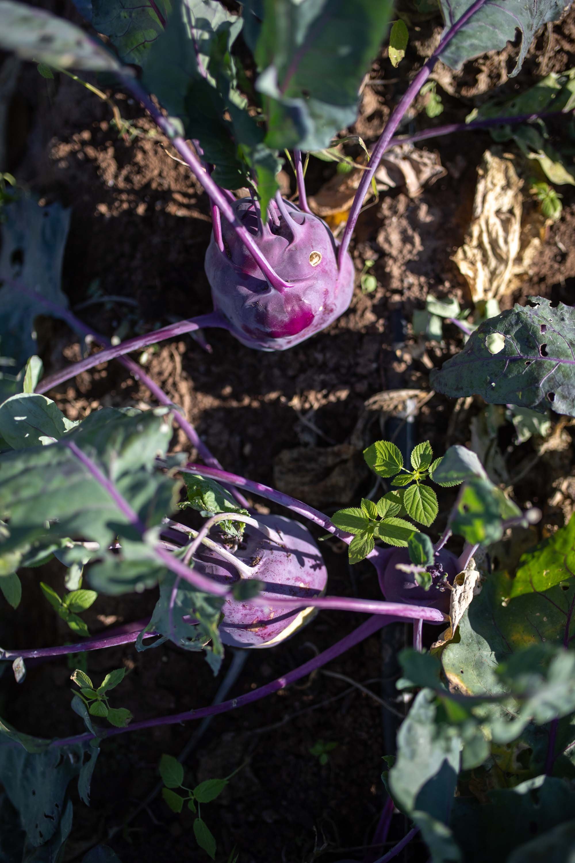 JuliaKeim_Farmshare_Dec2025-6225.jpg