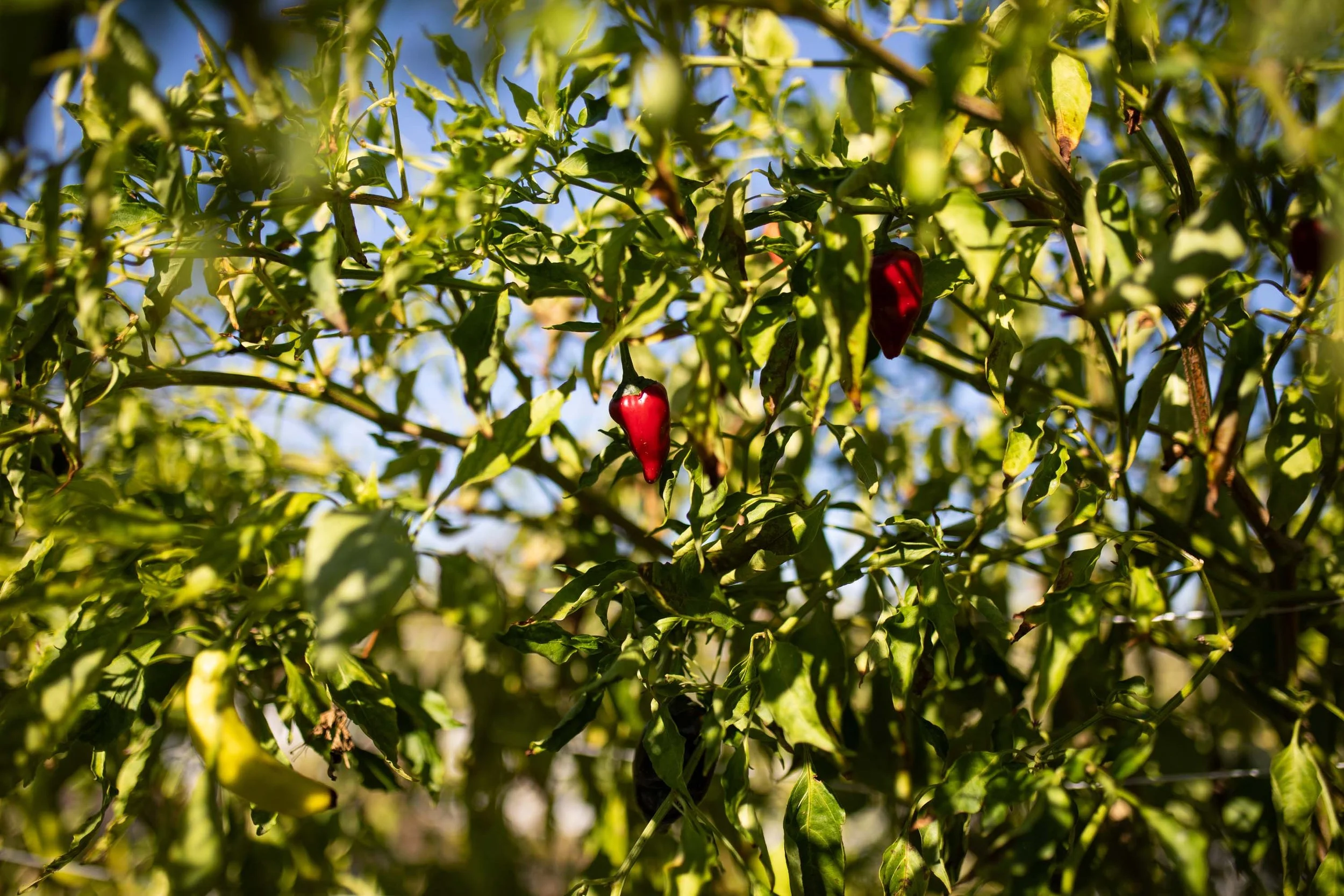 JuliaKeim_Farmshare_Dec2025-6250.jpg