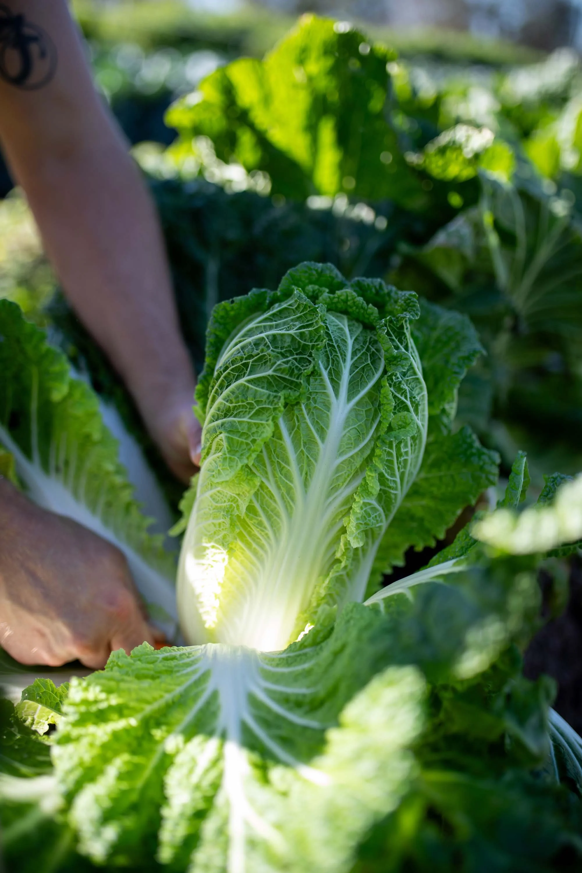 JuliaKeim_Farmshare_Dec2025-5987.jpg