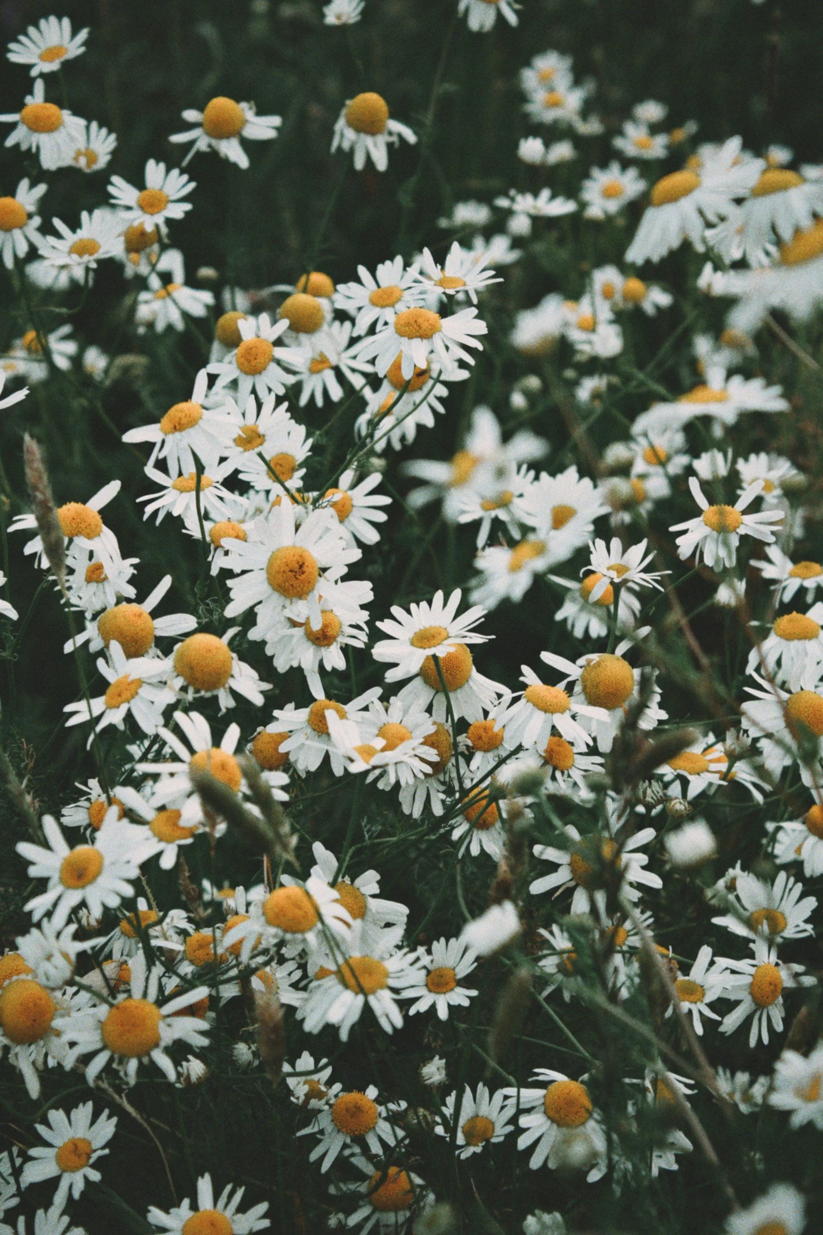A close-up of a field of white daisies with yellow centers, blooming among green grass and vegetation.
