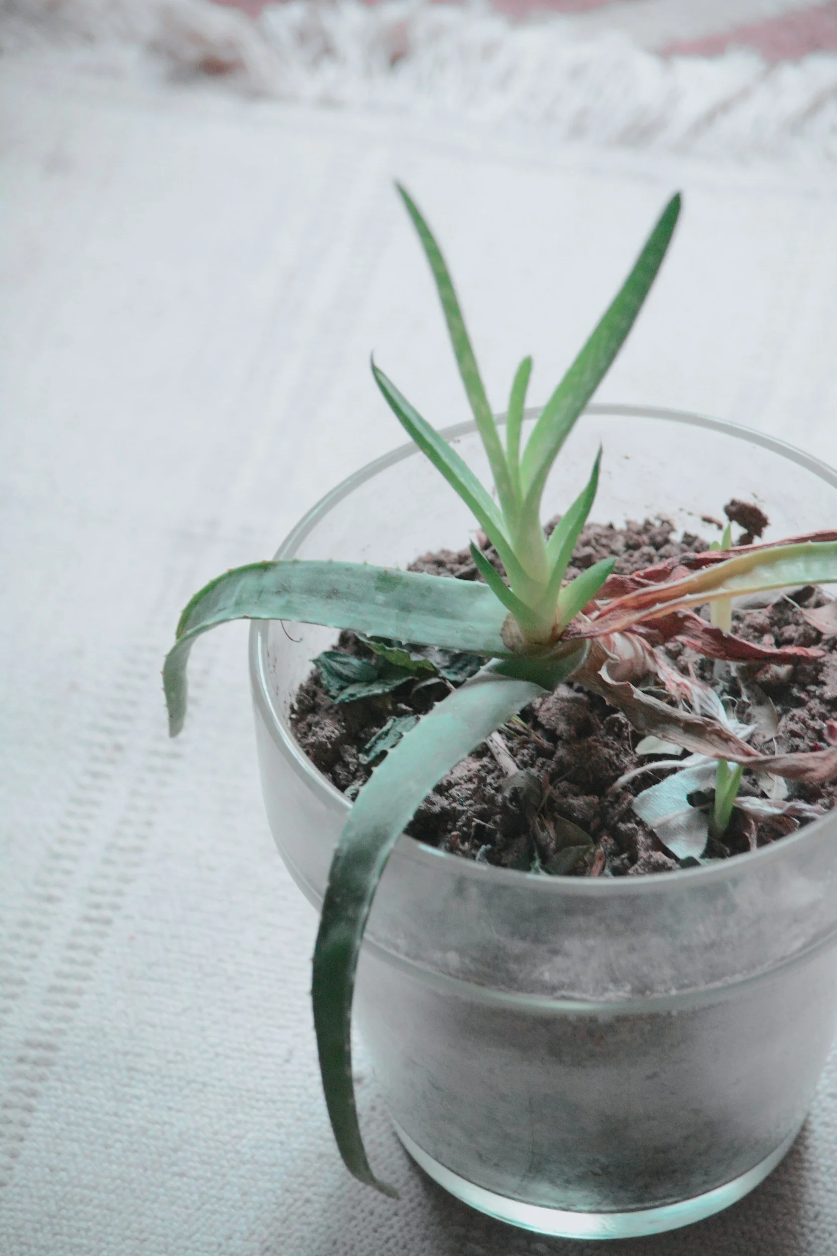 A small potted succulent plant with long, pointed green leaves, some with dried brown tips, in dark soil inside a clear glass container placed on a white textured surface.