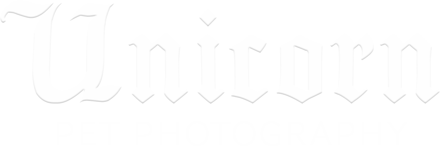 Unicorn Pet Photography