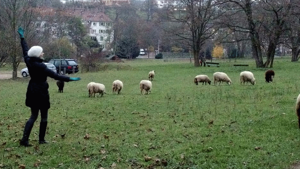 Counting Sheep