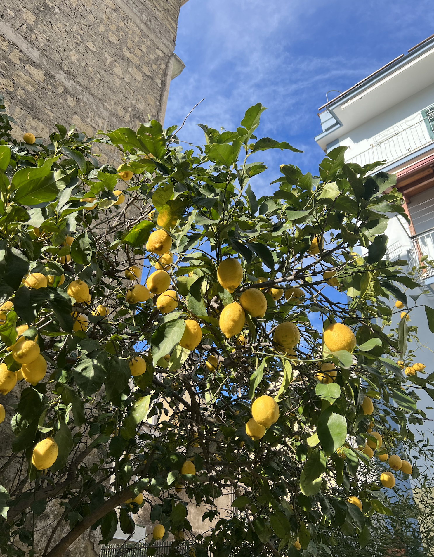 Lemon tree with ripe yellow lemons against a blue sky, bordered by a stone wall and white building with balconies.
