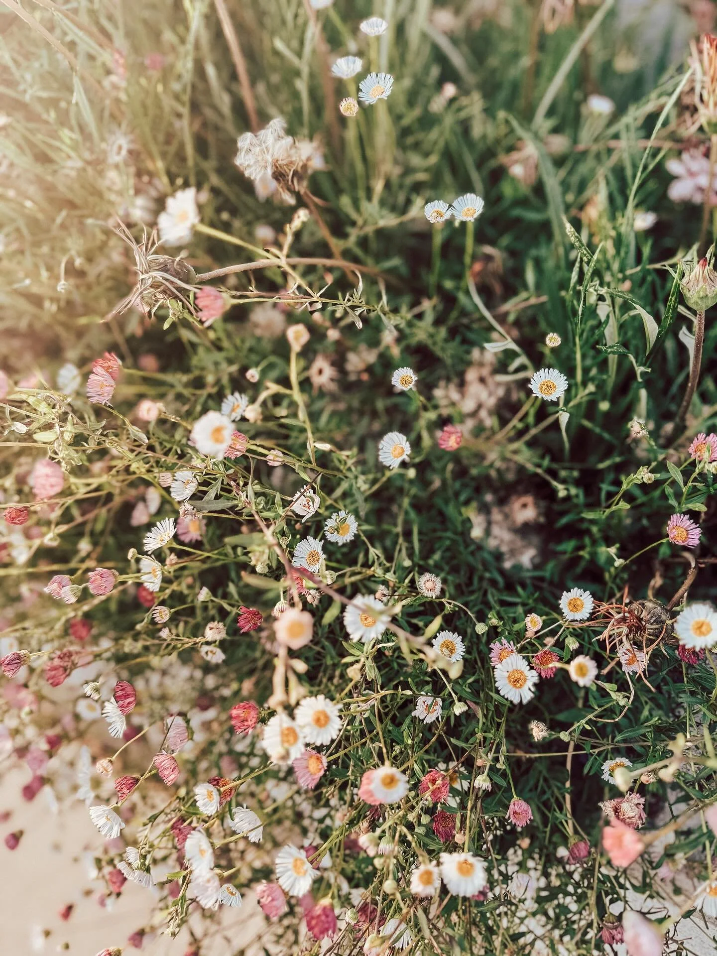 A little inspo. post for the day. As summer turns to fall it turns quieter somehow. Happy for this change of season, the slower pace and the inspiration it brings. 🌻✨🌻 Hope this brings a little magic to your day. ✨✨✨

#flowerstyle #botanicalgardens